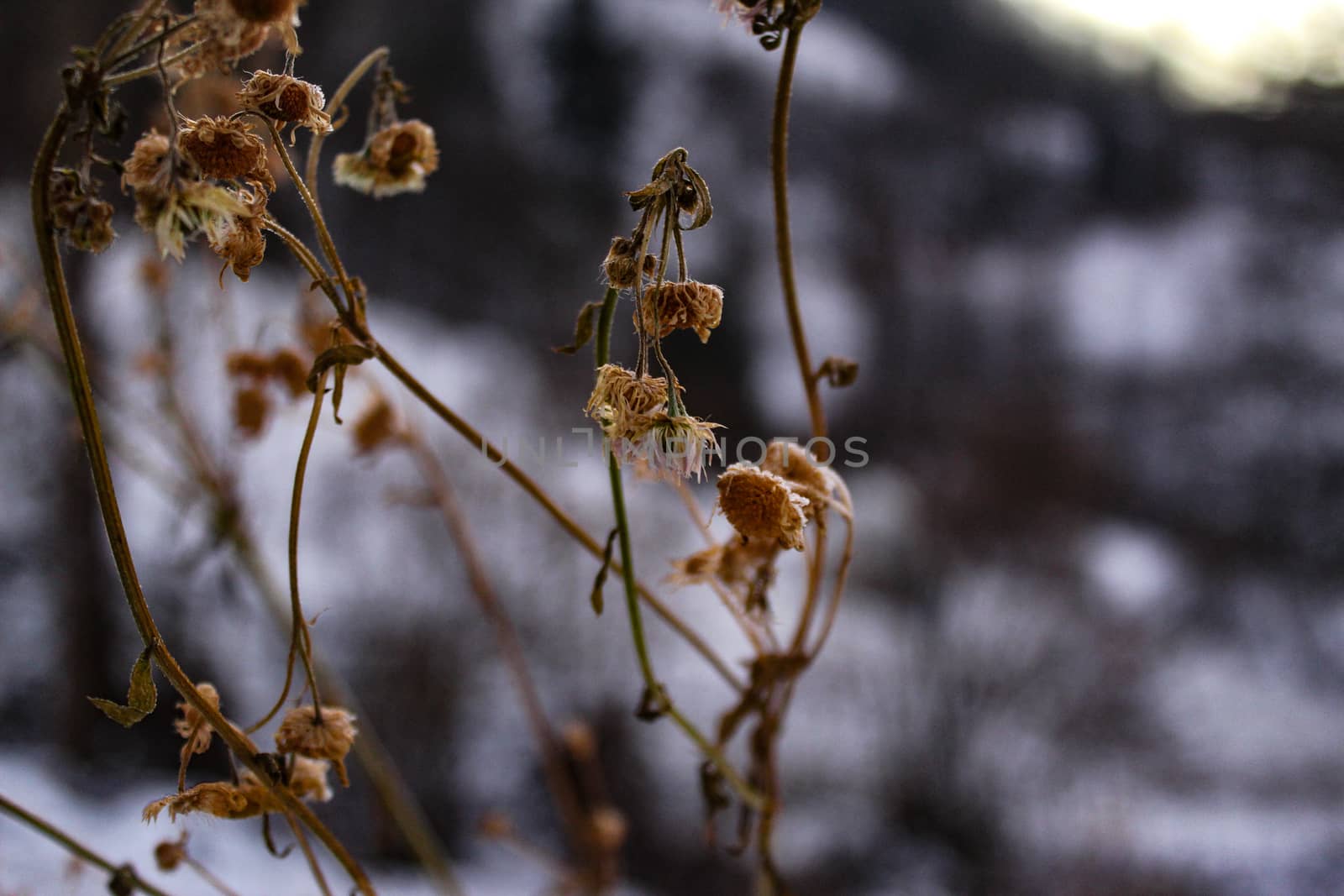 Dried daisy plant in winter. Dry daisy above the snow. Winter. by mahirrov