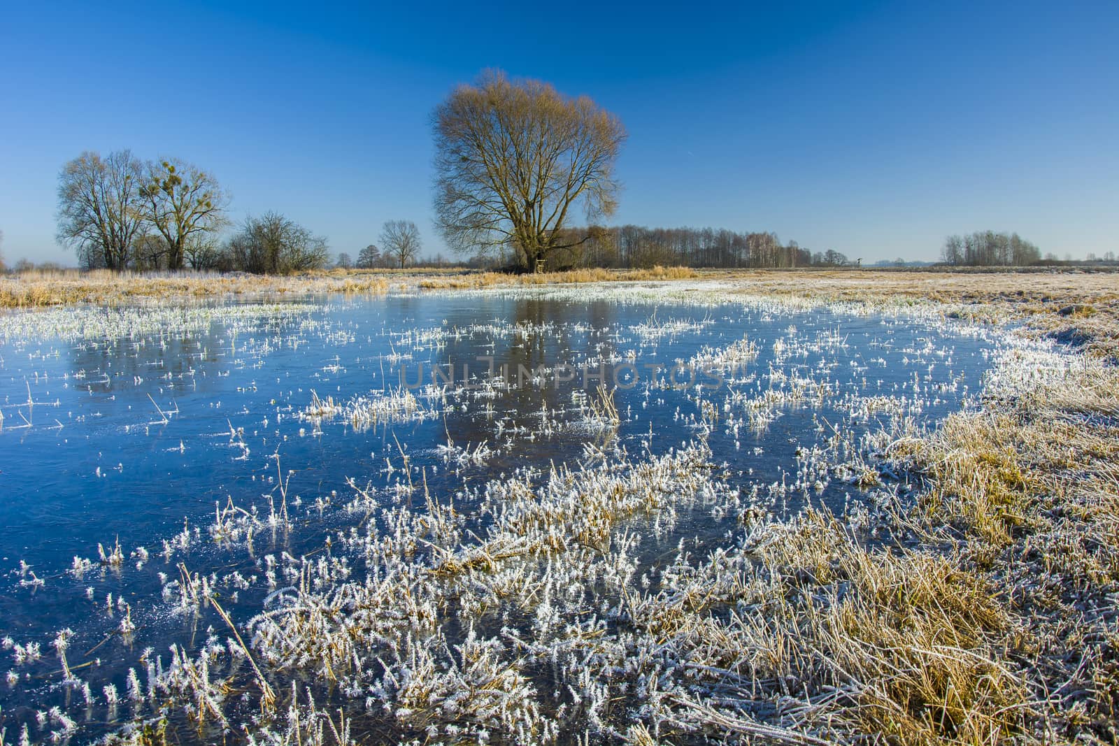 White frost and frozen surface of water on the meadow, trees and blue sky