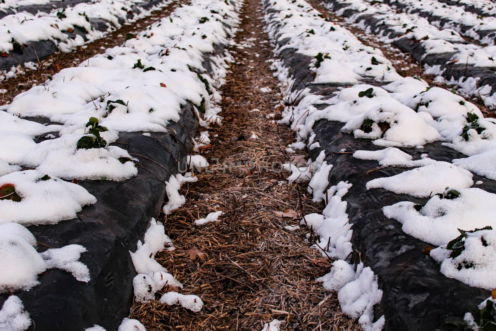 Snow fell on strawberry plants. Snow on the rows of strawberries covered with plastic black foil and between the inter-row space covered with straw. Zavidovici, Bosnia and Herzegovina.