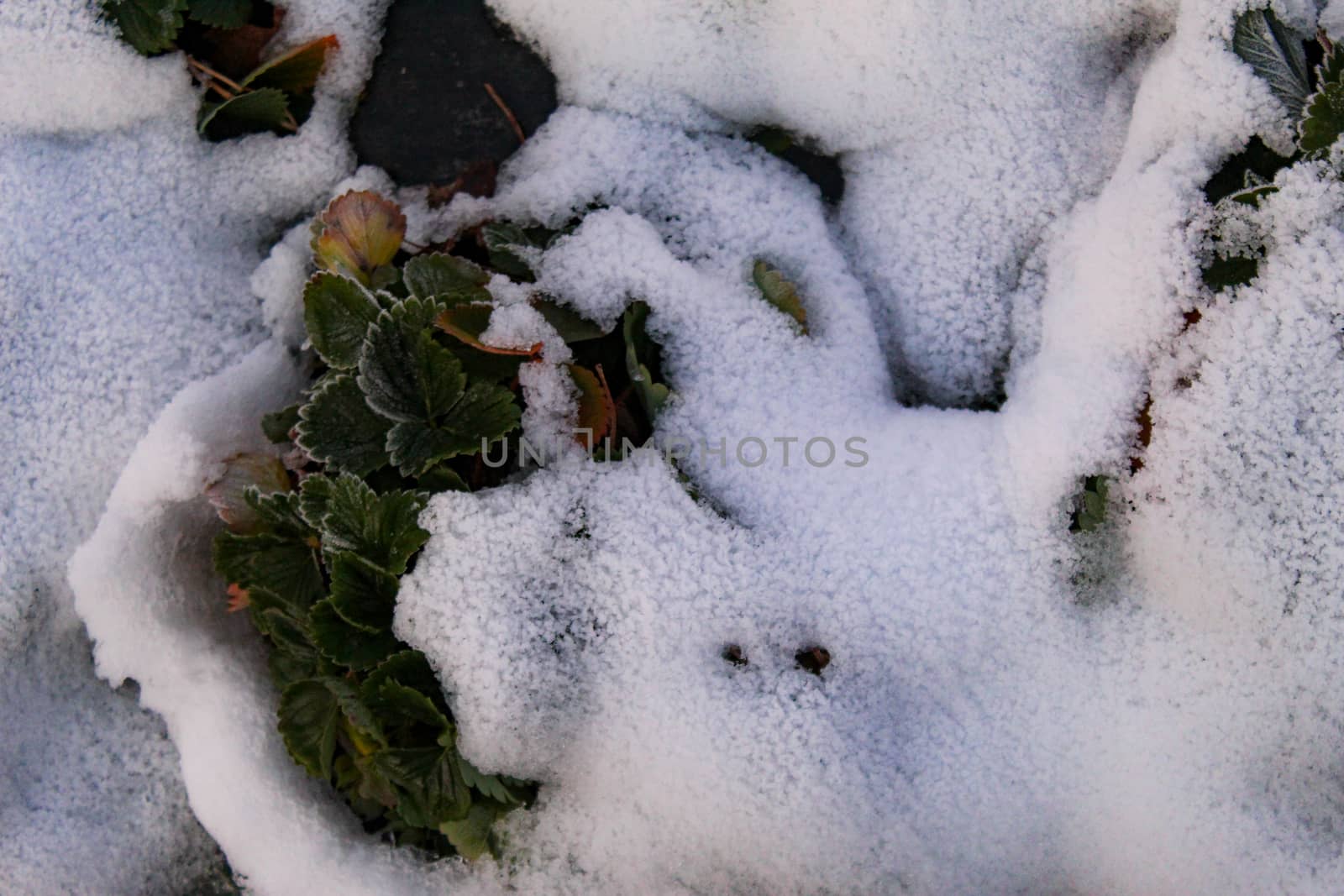 Snow fell on strawberry plants. A snow-covered strawberry plant, a group of strawberry leaves protruding above the snow in a row. Zavidovici, Bosnia and Herzegovina.