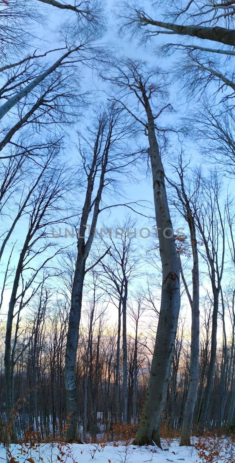 Panorama of forest in winter. Panorama of trees in the forest in winter when the trees are free of leaves.