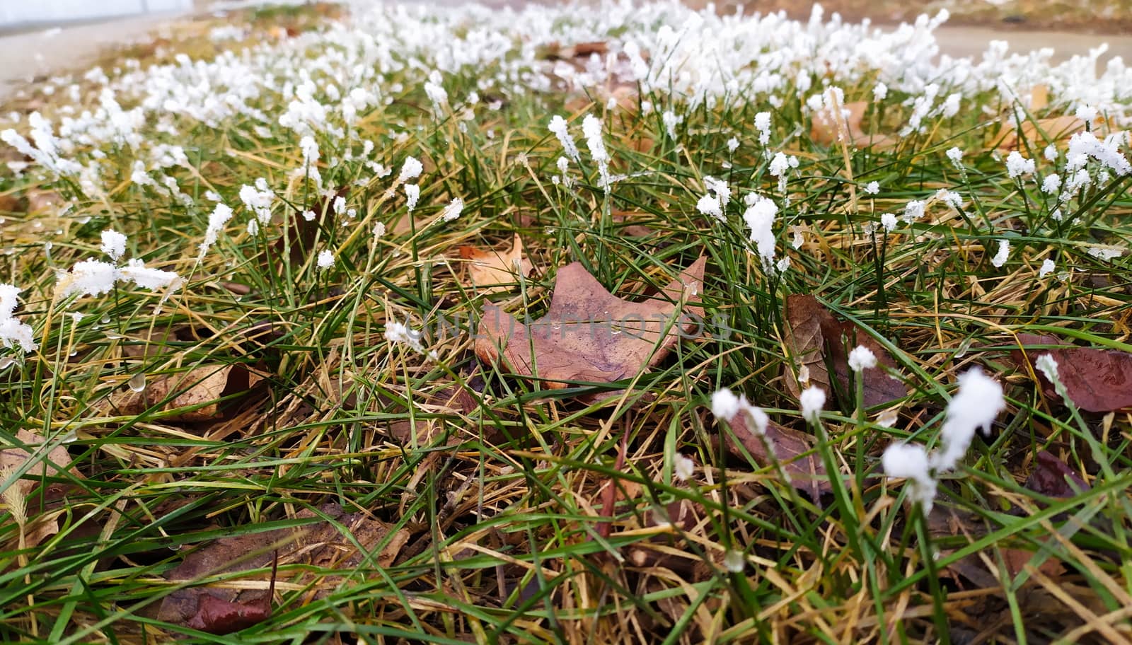 Snow fell on the grass and stuck to the tips of the grass.