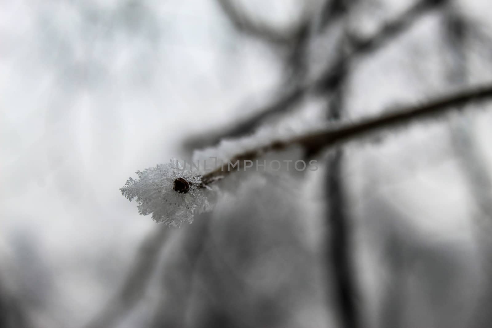 Hoarfrost on a twig on a tree in winter. Very cold. Sarajevo, Bosnia and Herzegovina.