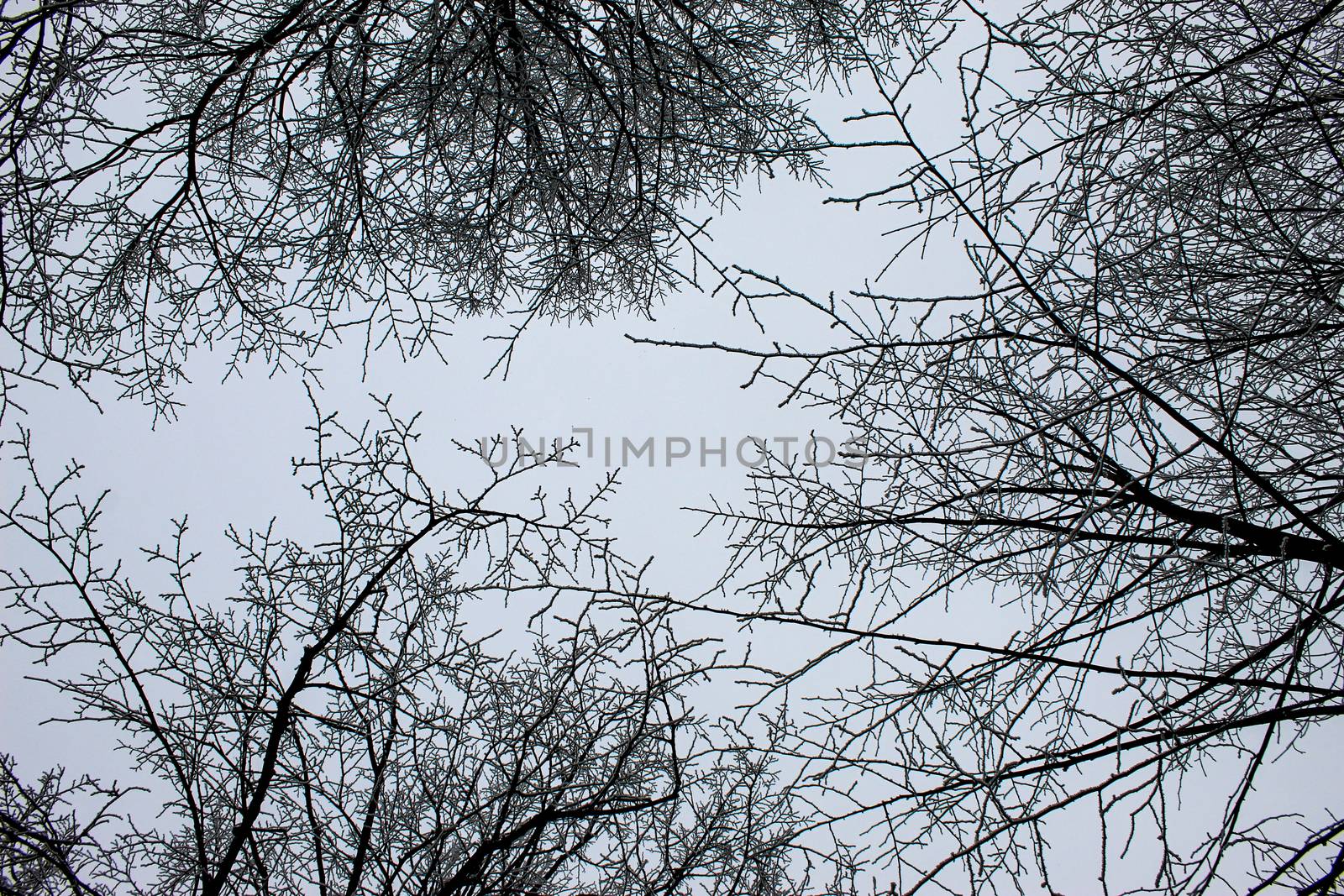 Bottom-up view into the treetops with hoarfrost on the branches. The sky cannot be seen from the fog. by mahirrov