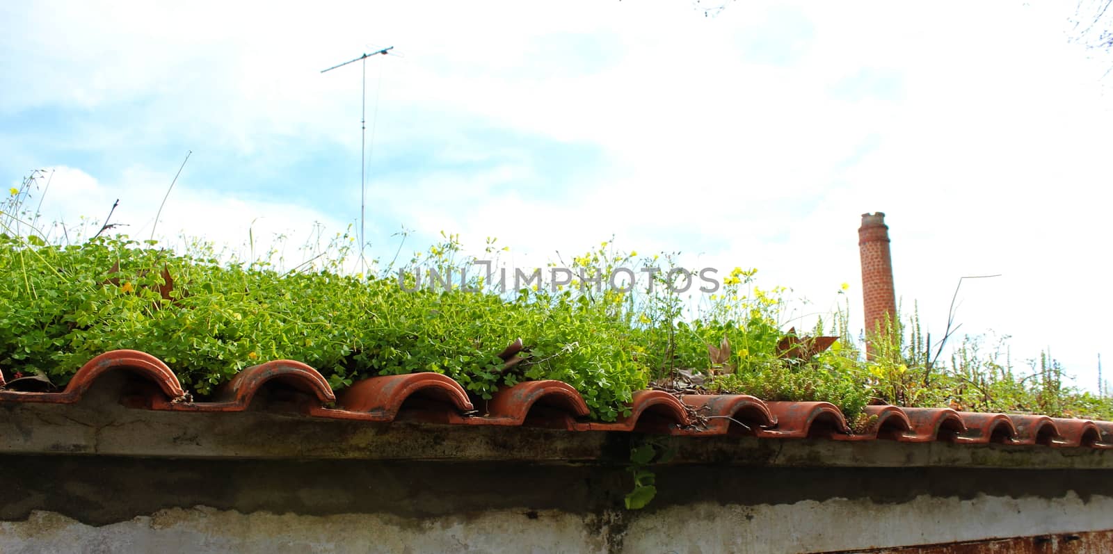 Banner of an old abandoned roof on which various plants grow and the sky in the background. by mahirrov