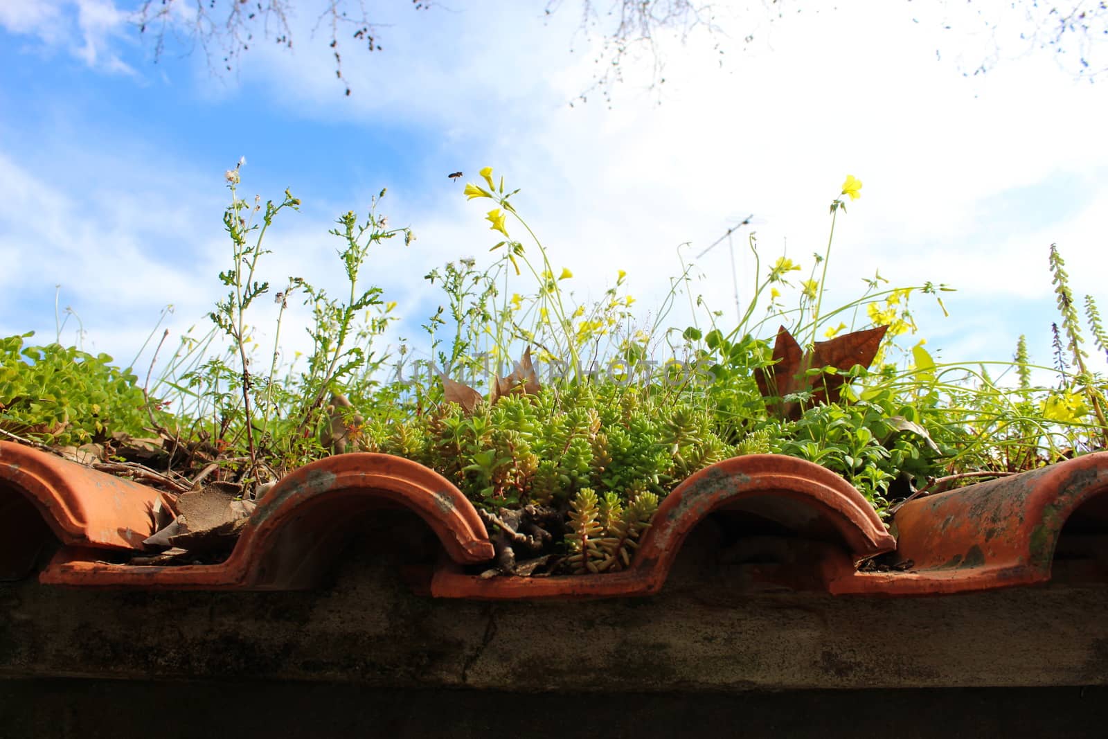 The roof of an old building inhabited by plants and insects. Beautiful scene on the roof after winter in spring. by mahirrov