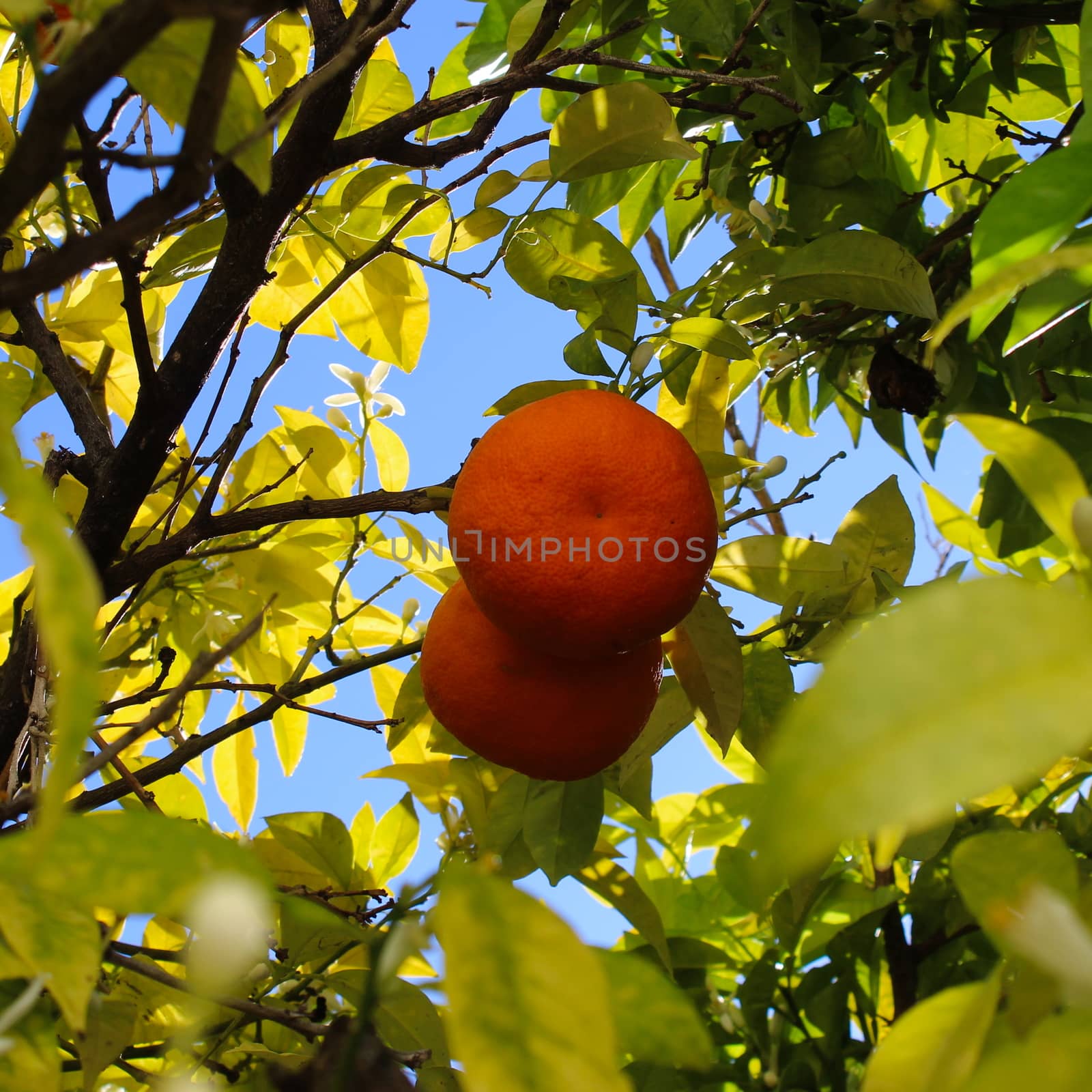 Two oranges in focus in the middle of the tree. by mahirrov
