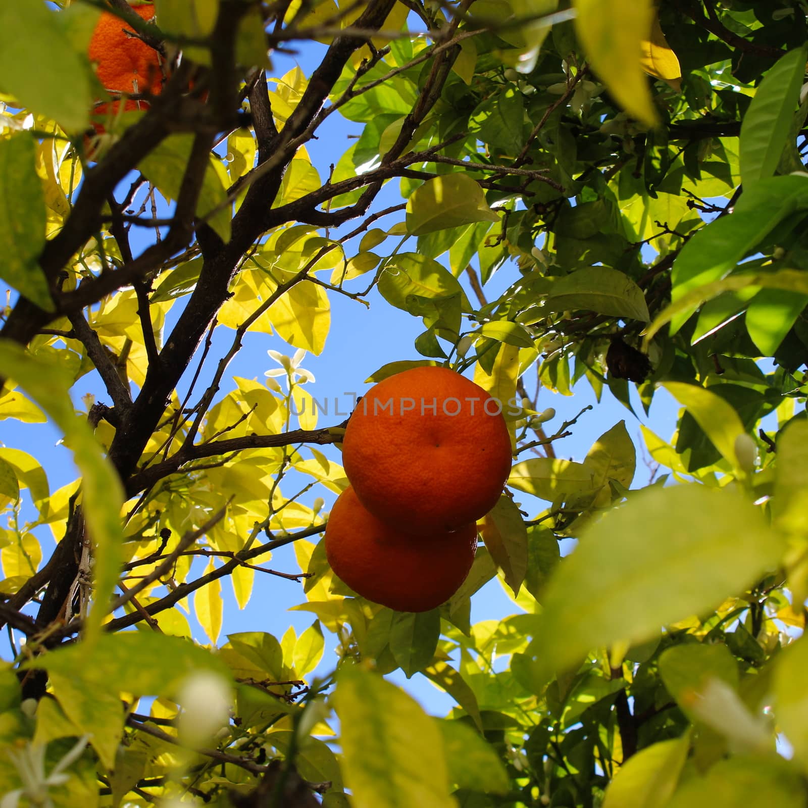 Two oranges inside a tree canopy. Around the oranges they have branches on which there are leaves and flowers. Citrus plant. Citrus fruit. by mahirrov