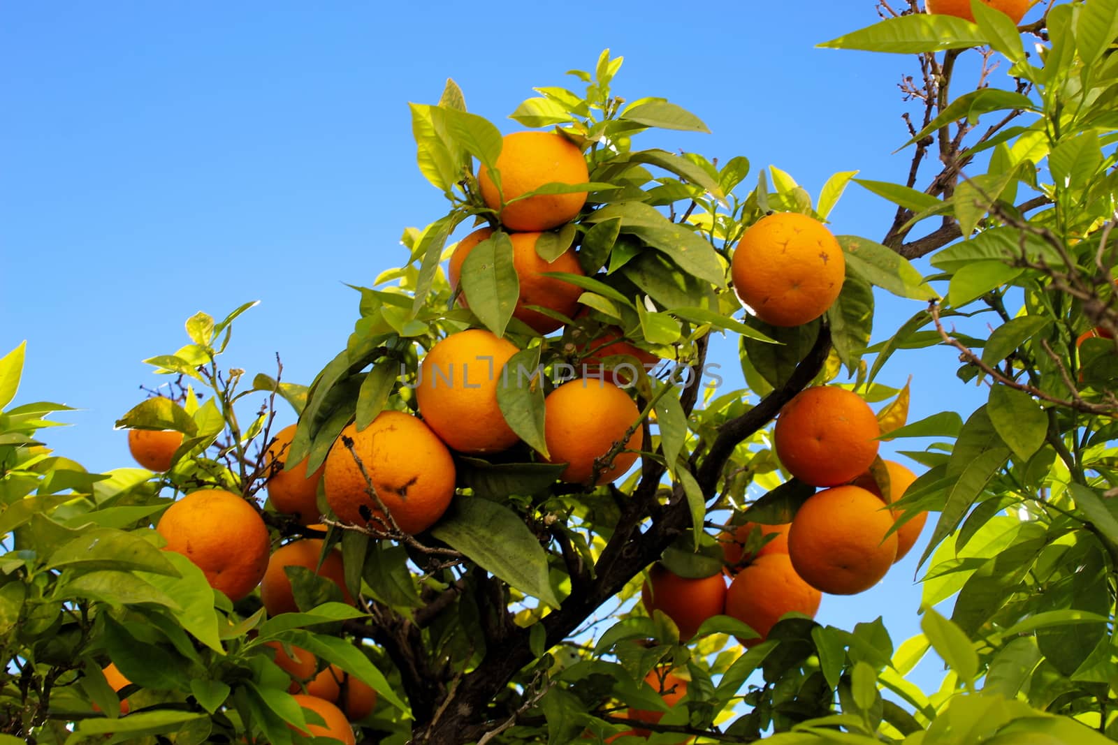 A group of large ripe oranges on a branch. The sky in the background. Green leaves. Citrus plant. Citrus fruit. The sky in the background of the tree. Faro, Portugal.