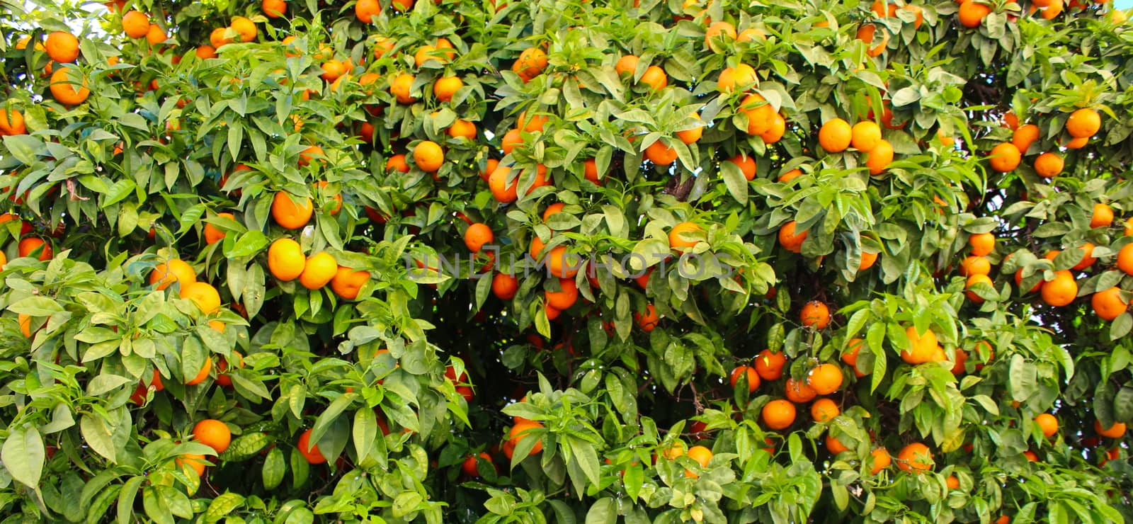 Banner of tree oranges or mandarins where there are a lot of leaves and a lot of fruit. Faro, Portugal.
