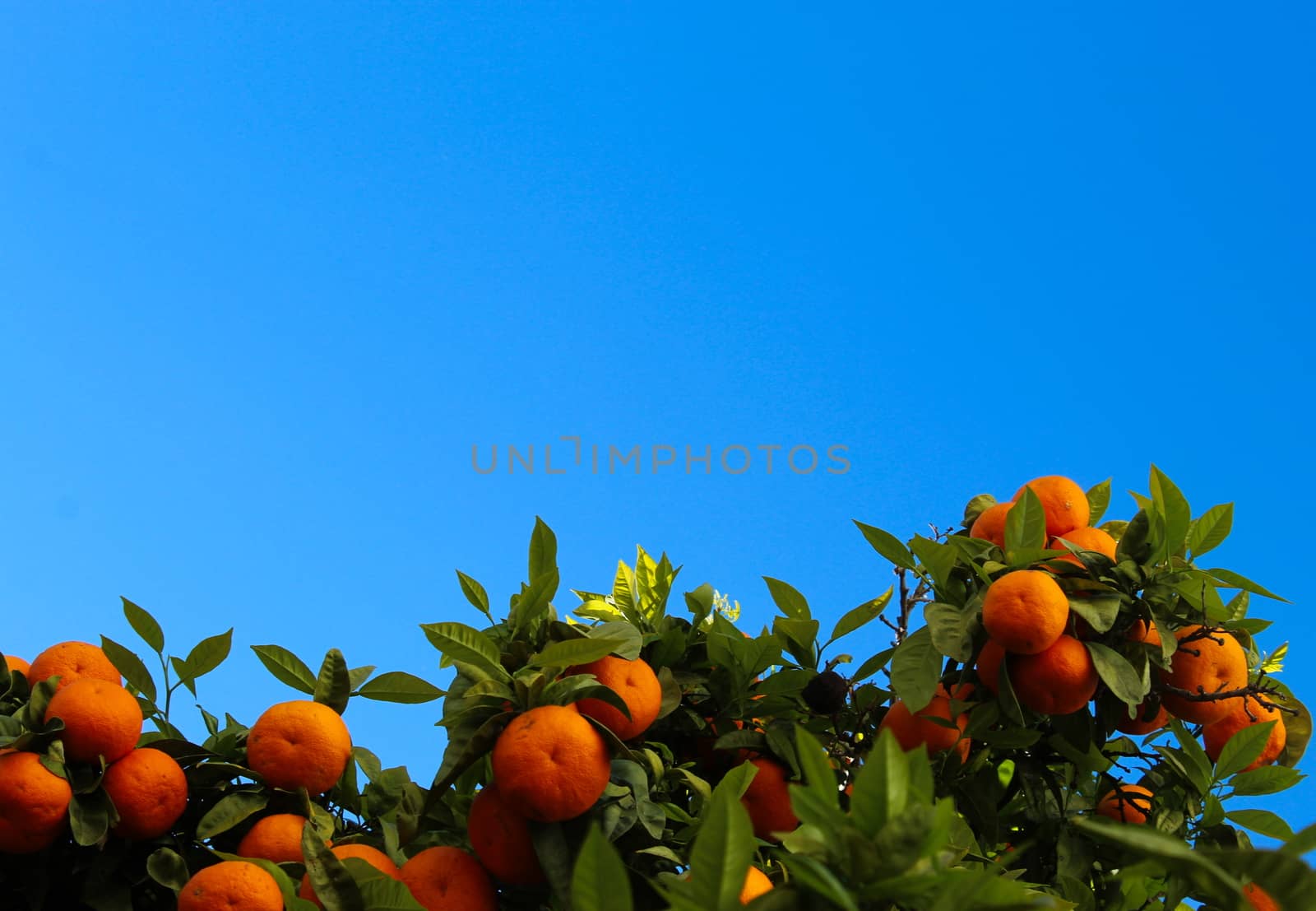 Ripe mandarin fruits with green leaves in between opposite the clear blue sky. Ripe fruits of mandarin - citrus. Faro, Portugal.