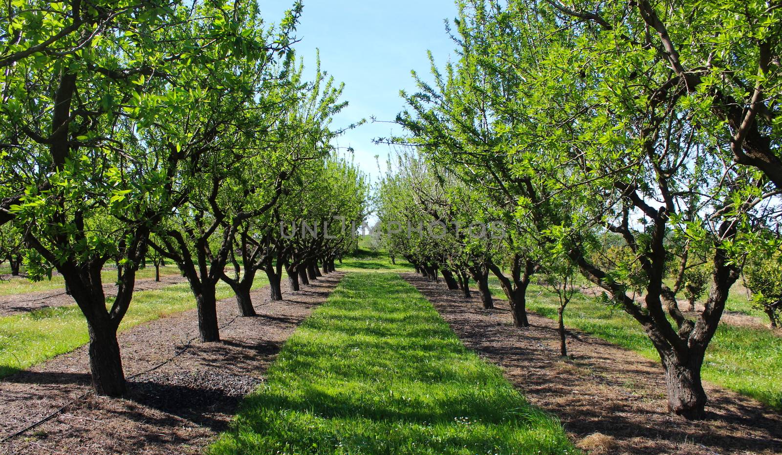 Orchard in the spring before almond blossoms. Between two rows of almond trees. Professional conventional almond orchard. Beja, Portugal.