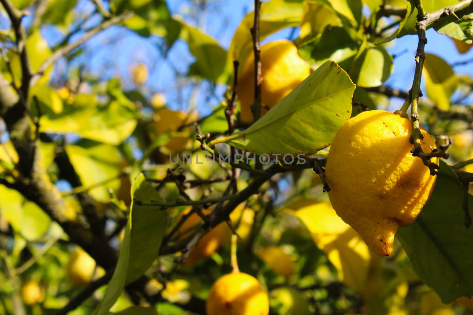 Yellow ripe lemons on a branch with leaves.