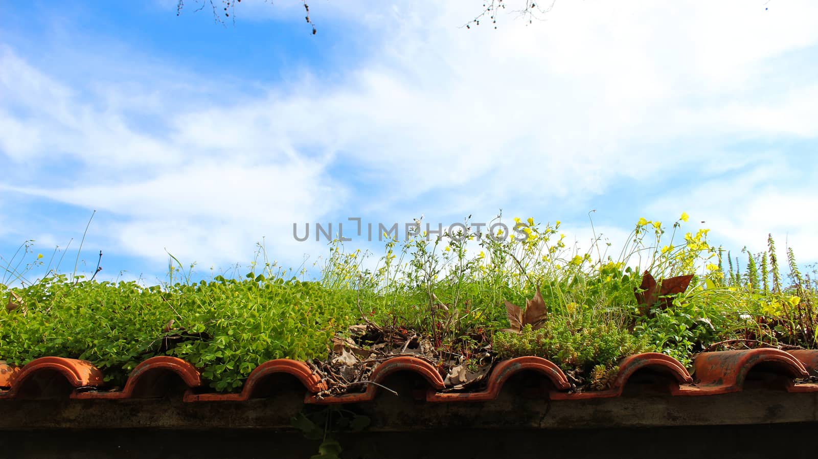 The roof of an abandoned building overgrown with ordinary plants. The neglected roof of a building full of various plants and leaves.