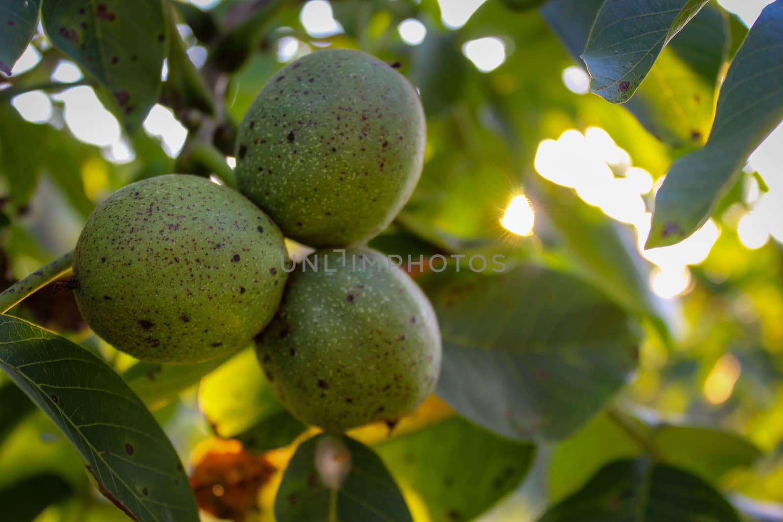 Three green walnuts in a green shell on a branch. by mahirrov