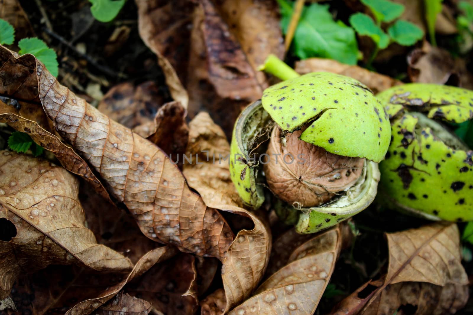 There is a walnut fruit on the grass and dry walnut leaves. The walnut fruit is seen inside the cracked green shell. Zavidovici, Bosnia and Herzegovina.