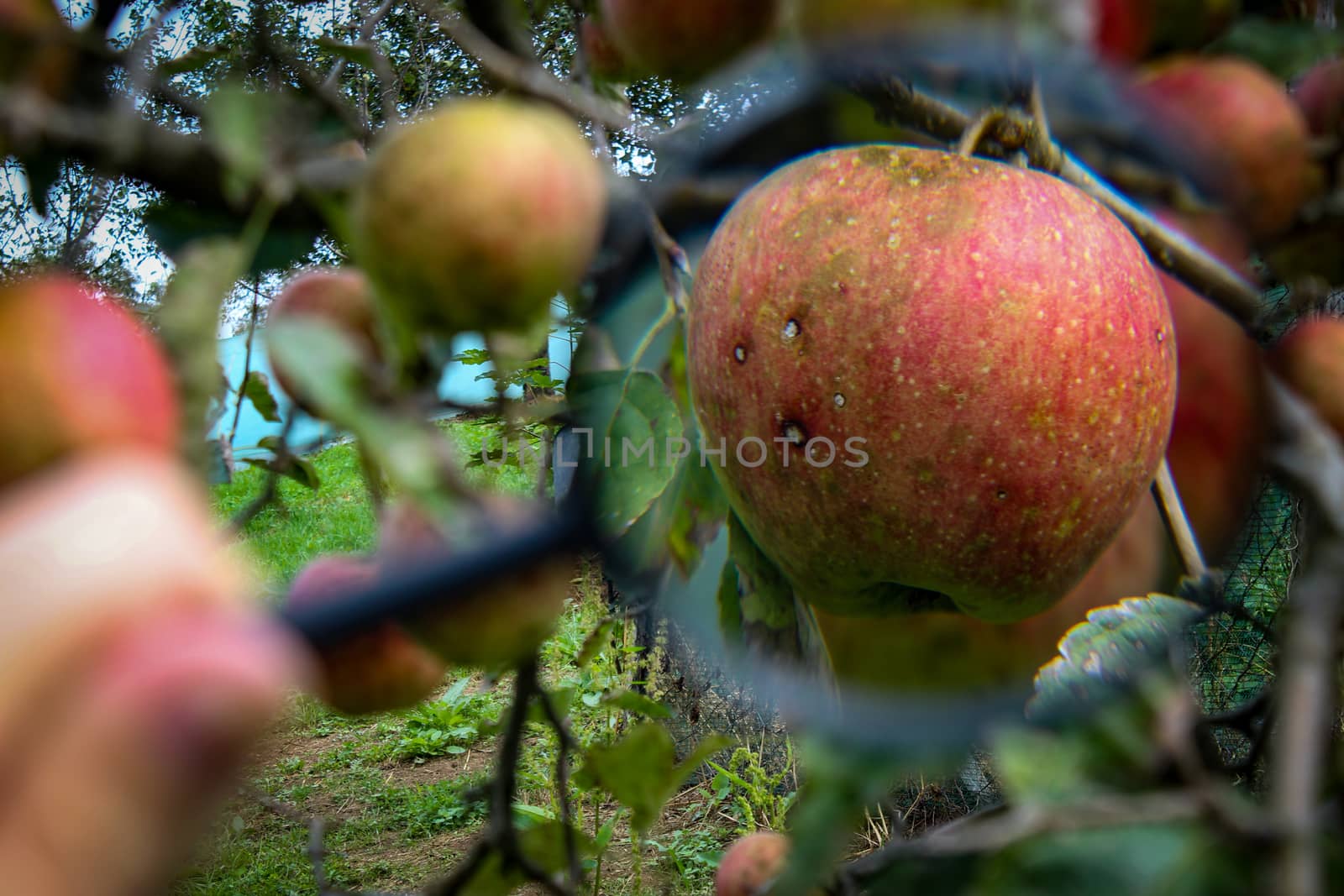 An enlarged apple on a branch with a few bitter spots on the fruit of the apple. Research of apples in a branch on certain diseases or research of apples on certain defects in an orchard.