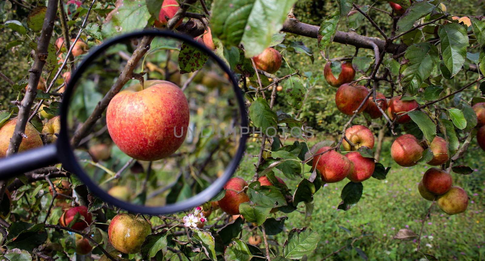 In the left part of the photo, one apple magnified with a magnifying glass, in the right part of the photo, several apples on a branch. Research photo. News photo. Zavidovici, Bosnia and Herzegovina.