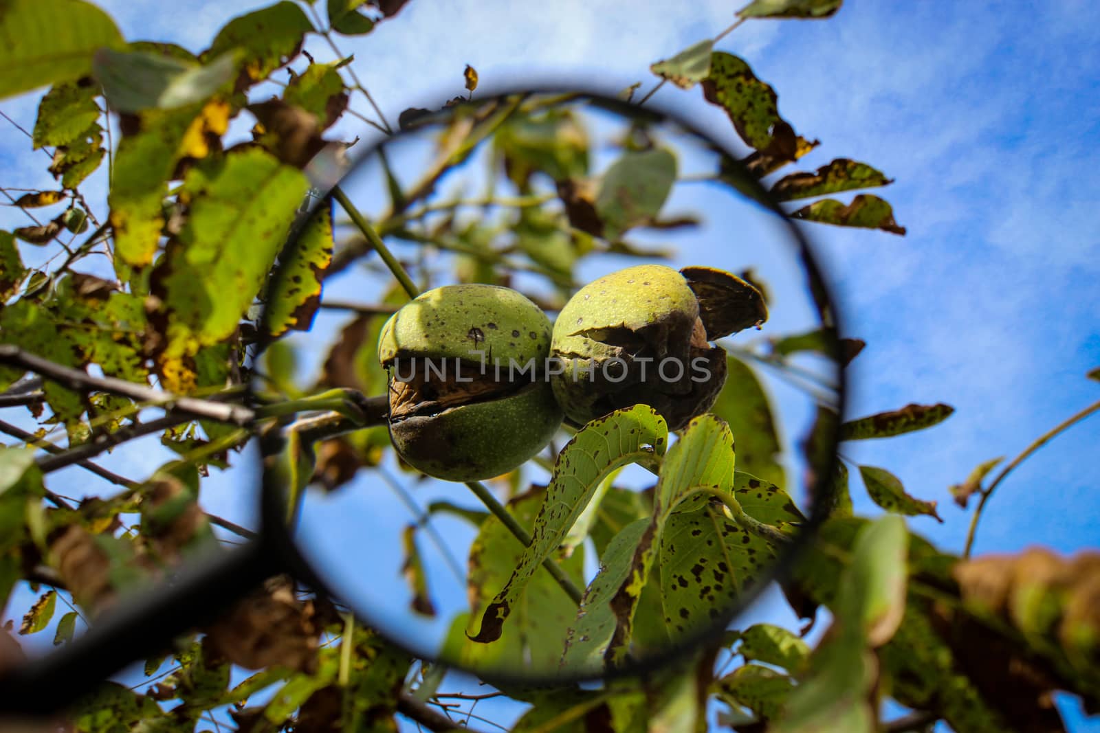 Walnut fruit enlarged with a magnifying glass. Close up of a ripe walnut inside a cracked green shell on a branch with the sky in the background. Zavidovici, Bosnia and Herzegovina.