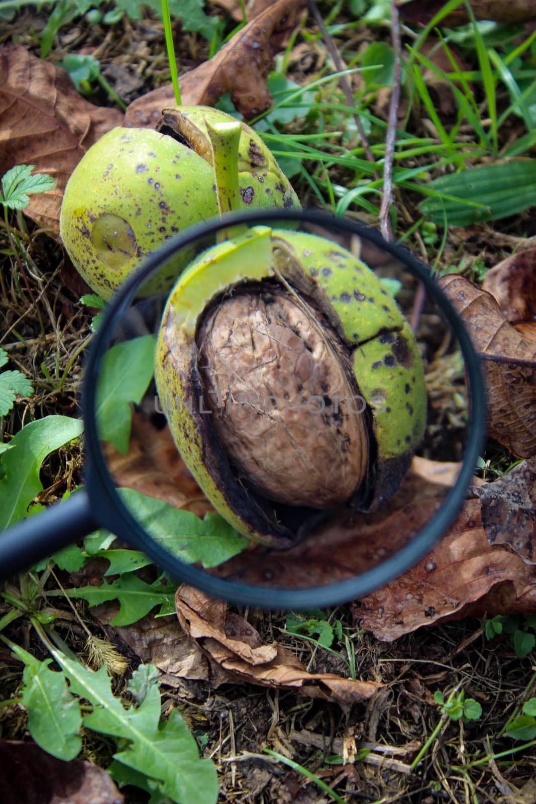 Walnut fruit inside the cracked green shell of the walnut on the ground is magnified through a magnifying glass. by mahirrov
