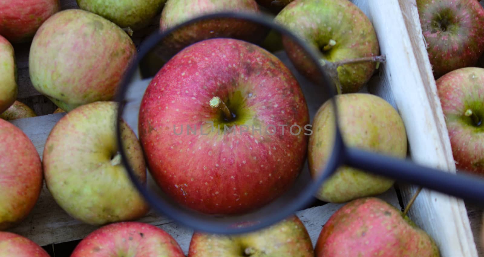 Banner, magnified apples with a magnifying glass. The apples are stacked inside a wooden crate. Zavidovici, Bosnia and Herzegovina.