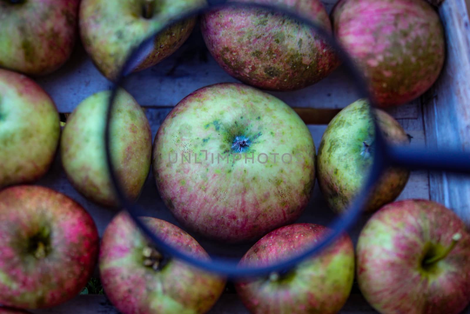 One apple enlarged compared to the others in the crate where the other apples are stacked. An apple magnified with a magnifying glass inside a wooden crate. Zavidovici, Bosnia and Herzegovina.