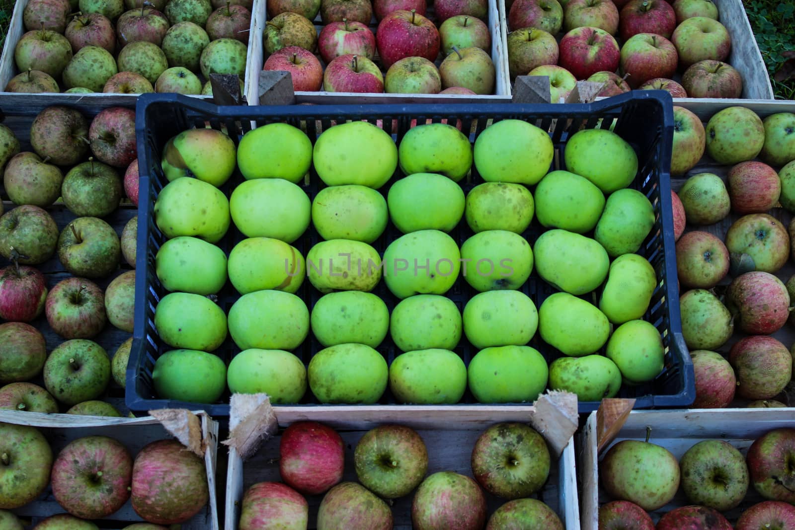 Crate of green-yellow apples in the middle on other homegrown apples in wooden crates. Zavidovici, Bosnia and Herzegovina.
