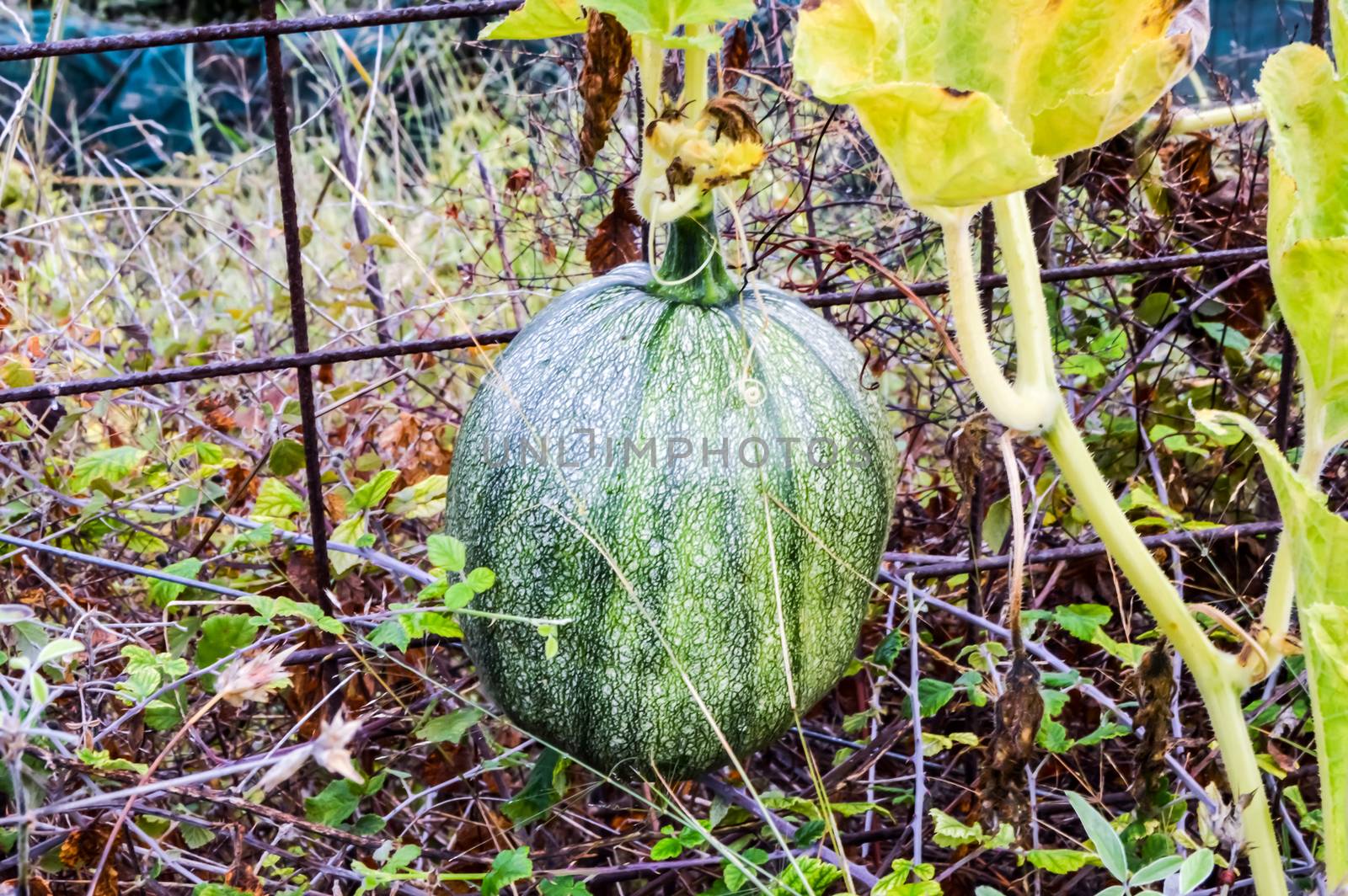 Watermelon in an orchard in front of a fence