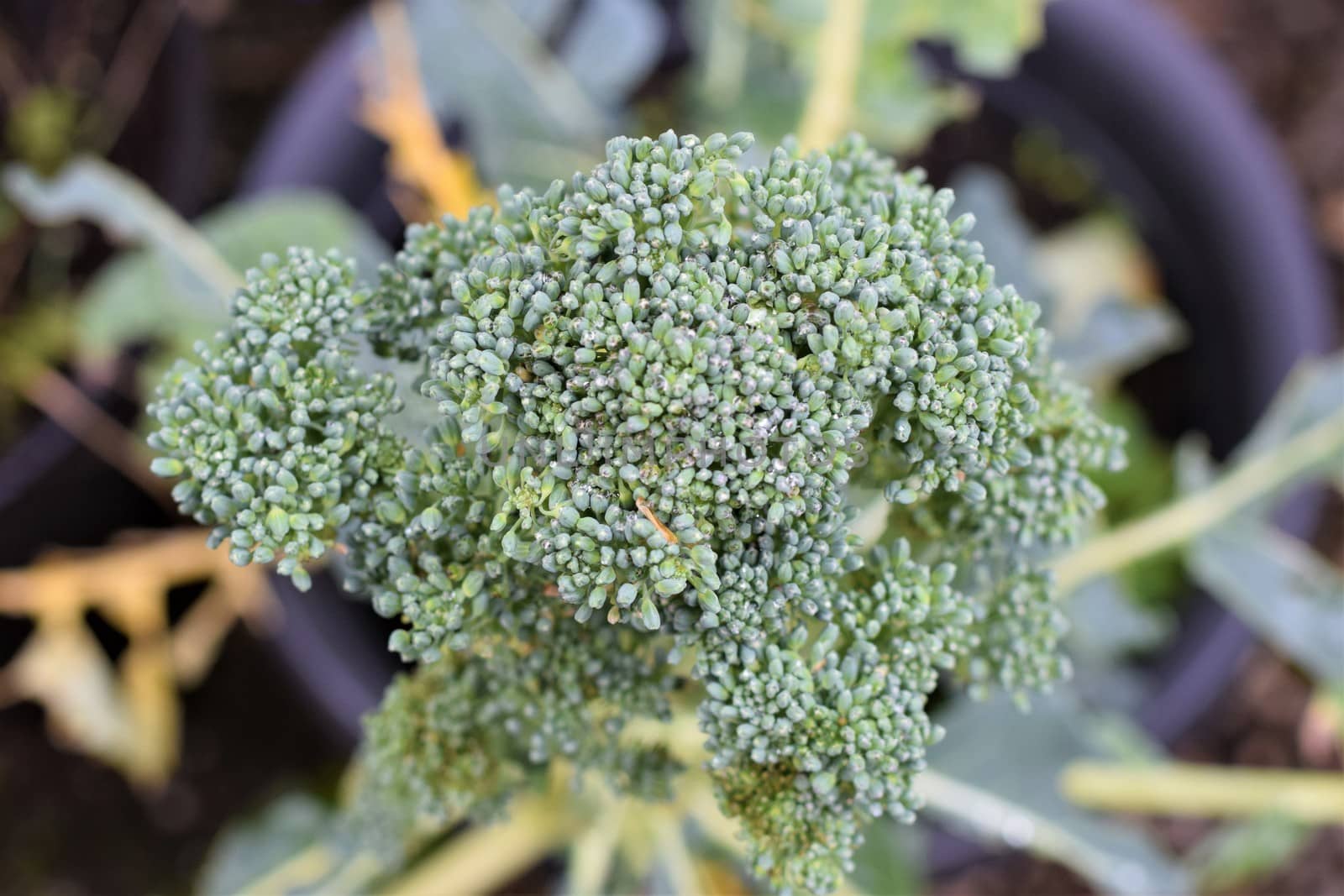 close up of a green broccoli