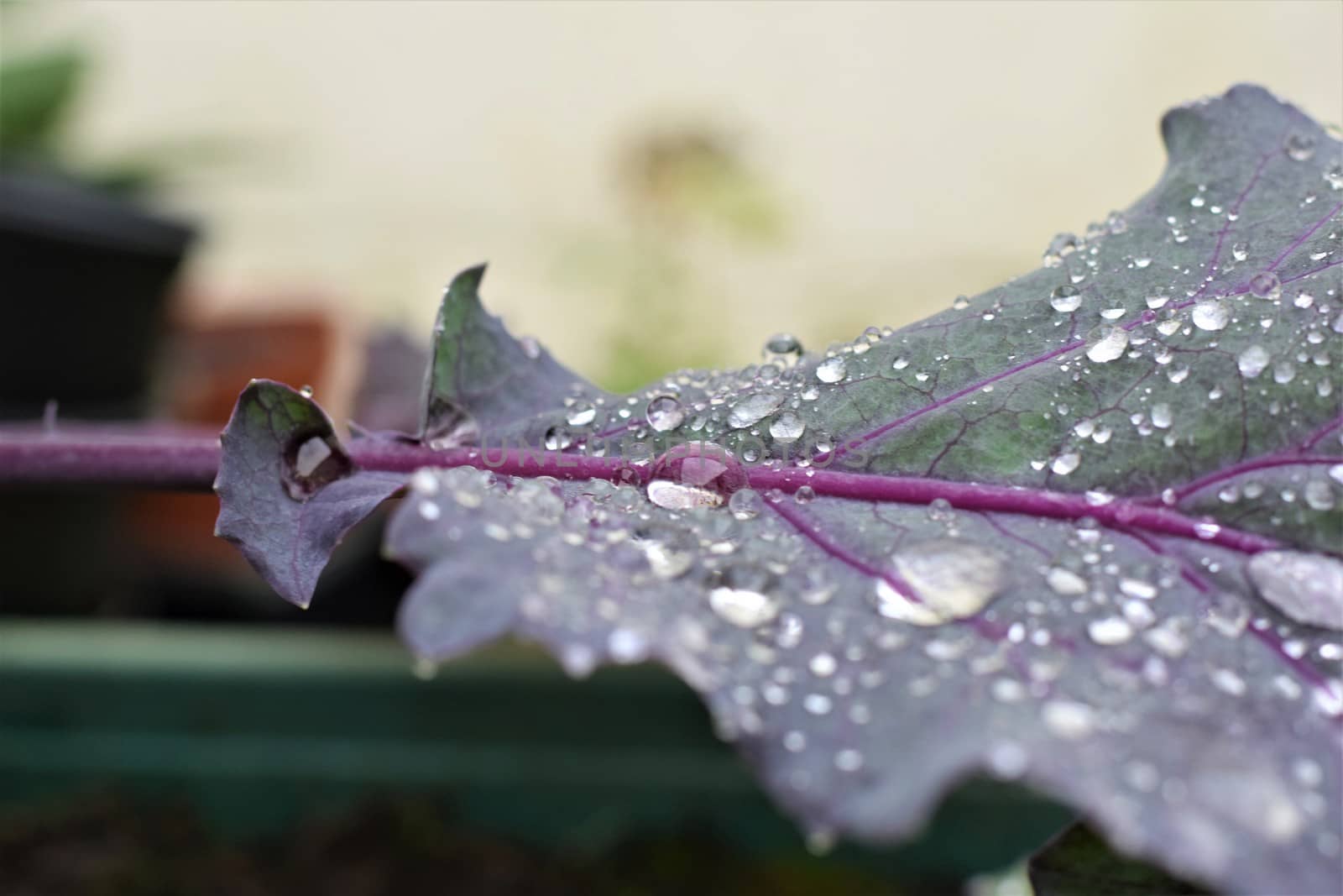 Dew drops on purple leaf as a close up