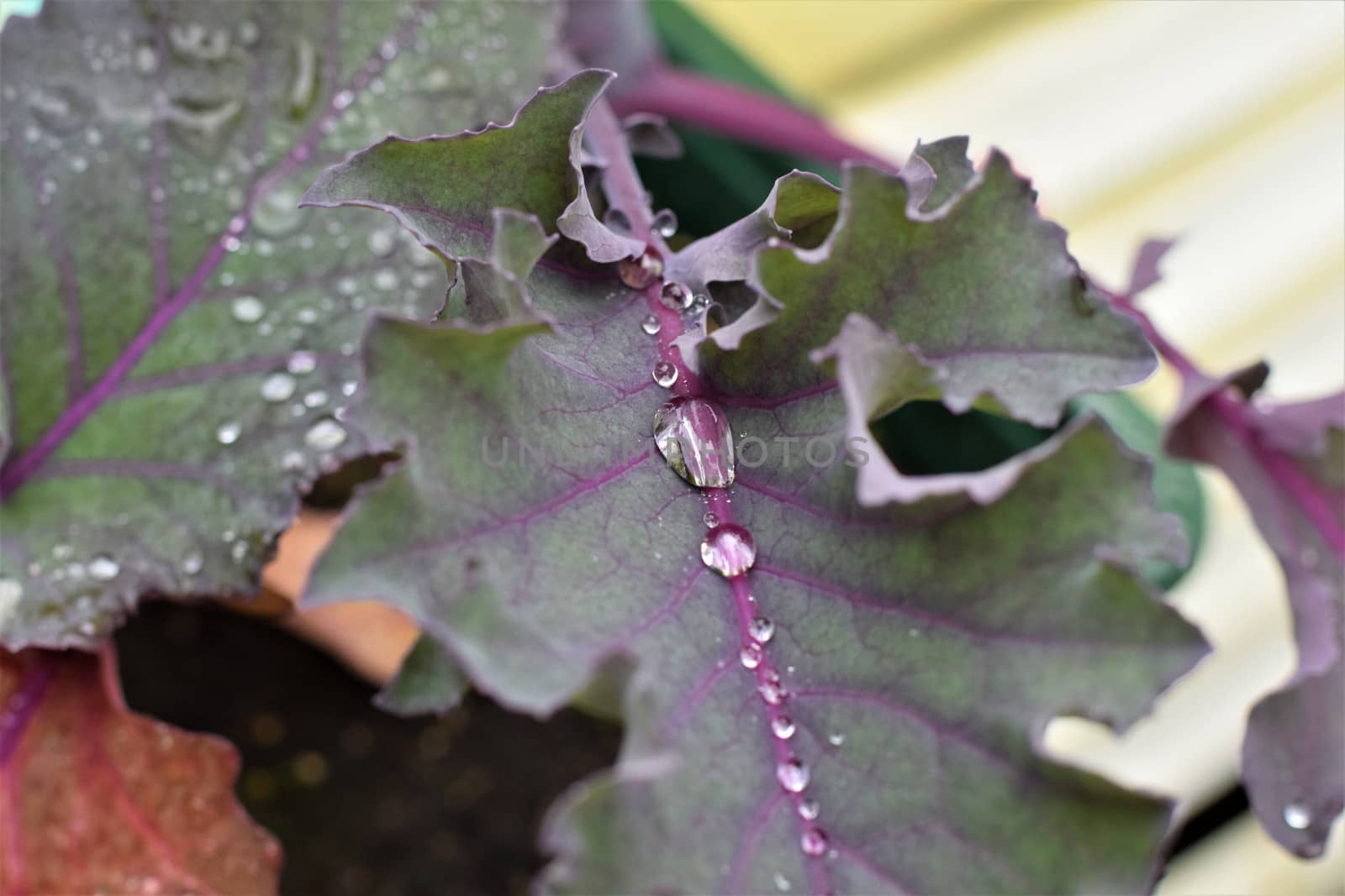 Dew drops on purple leaf as a close up