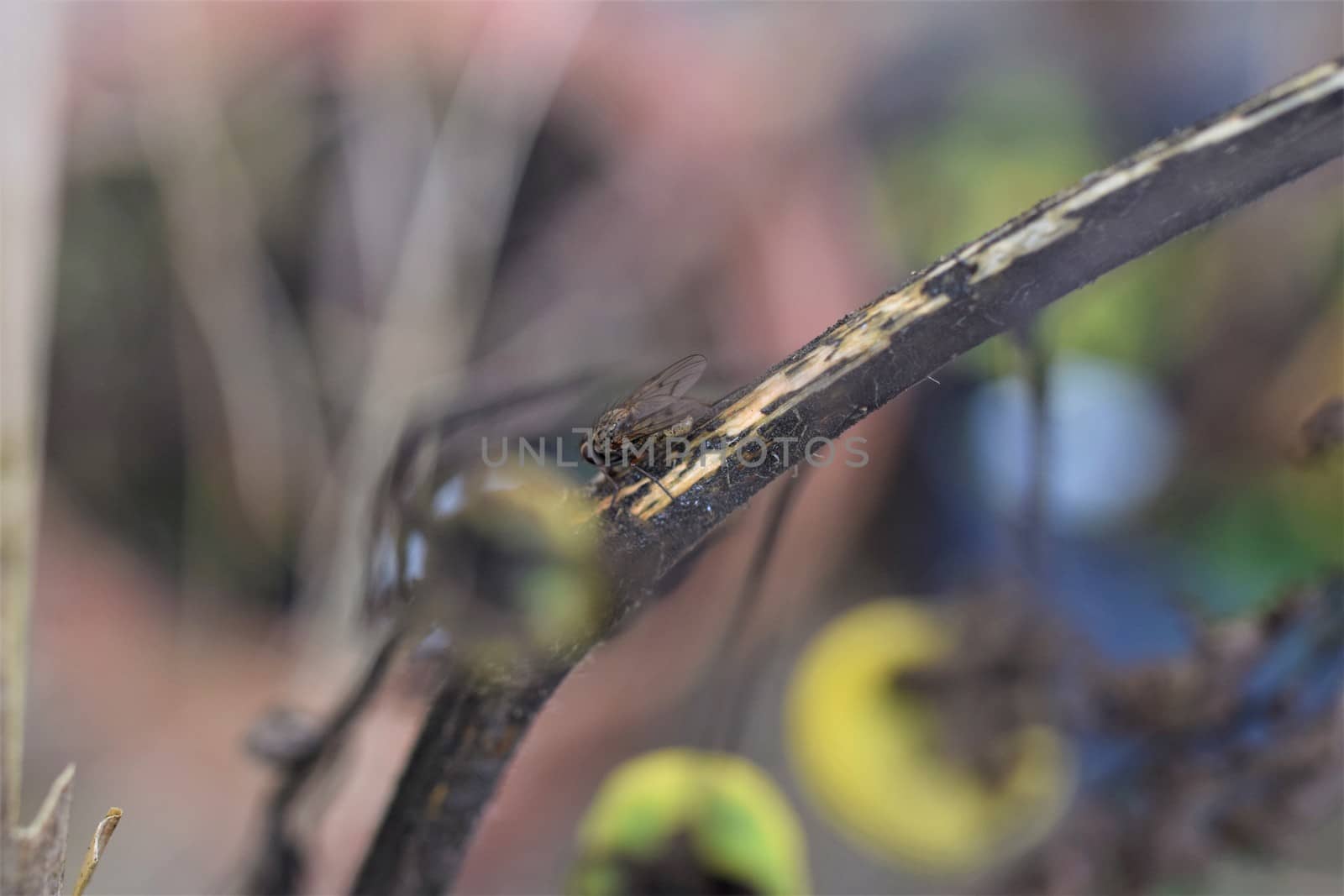 Close up of a black fly on a dry tomato stalk