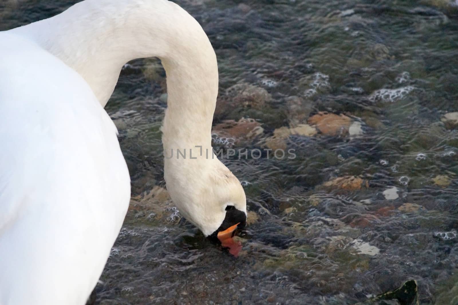 white swan drinking sea water close up.