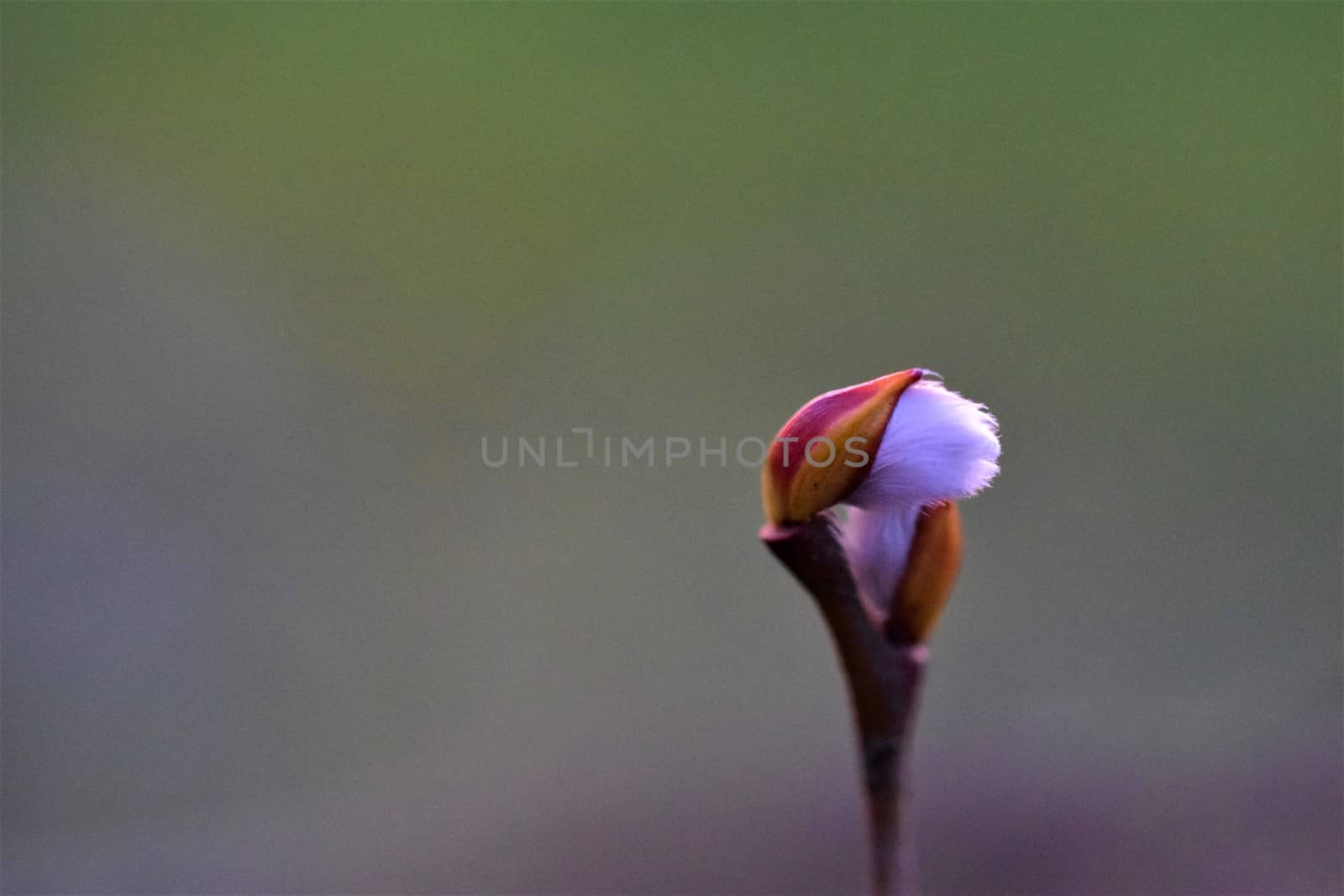 Salix caprea - willow bud as a close up against a blurred background - copyspace