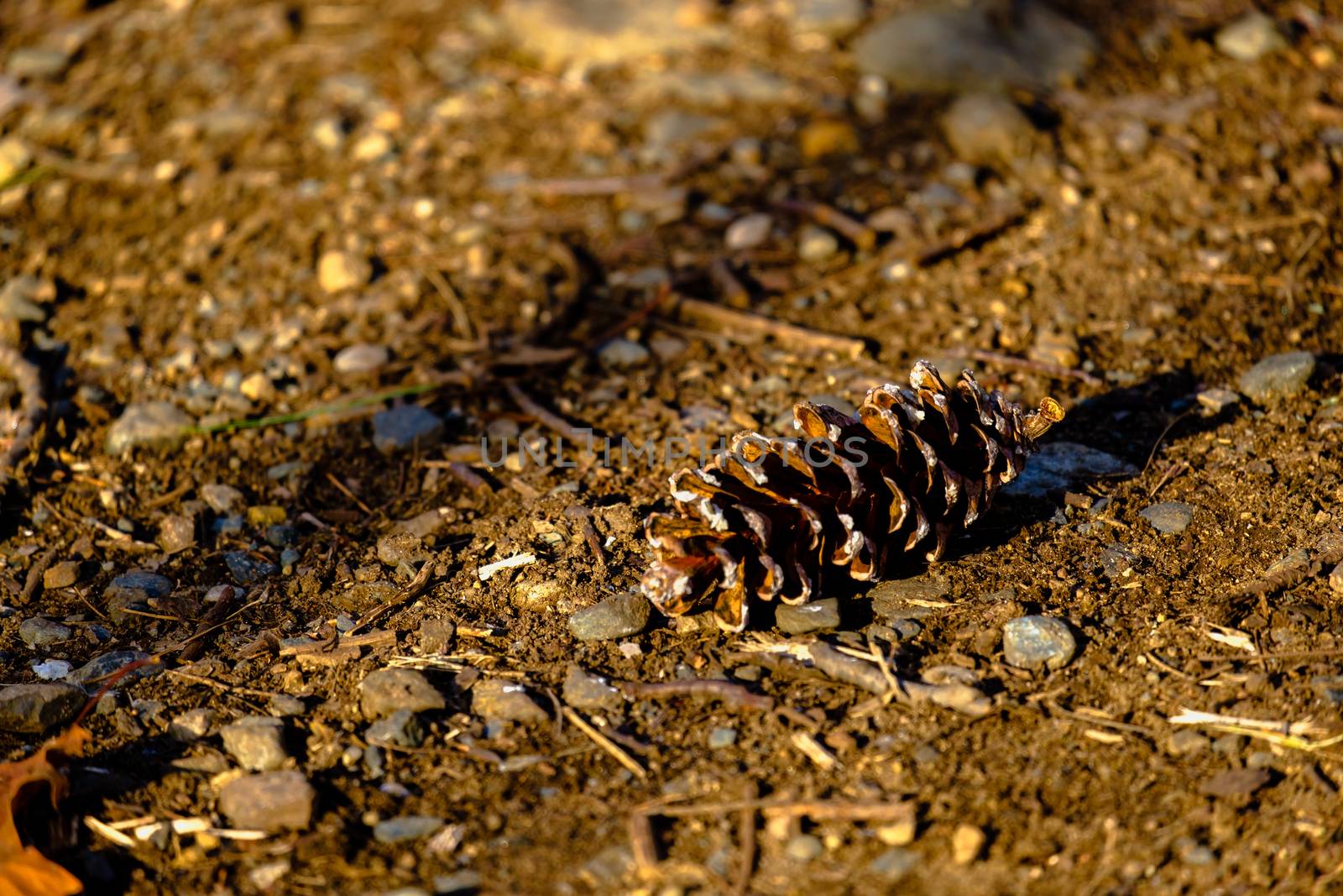 A pine cone, fallen from a tree in autumn, lies on the ground among twigs, stones and dirt.