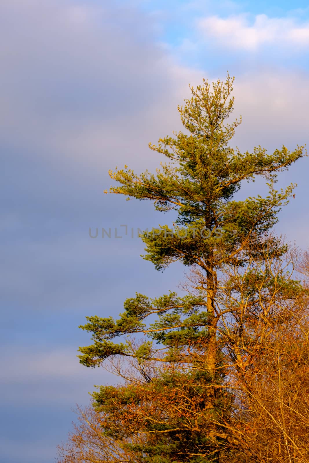 A tall pine tree against the sky by colintemple