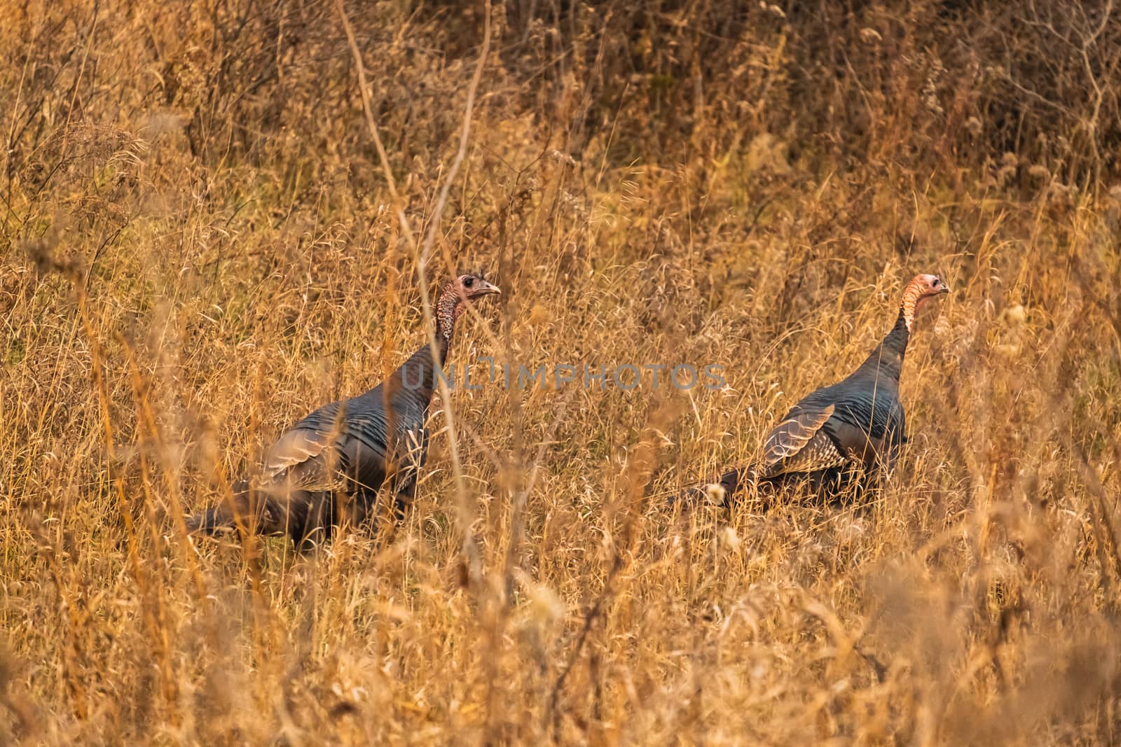 Two wild turkeys walk through tall, dry grass in golden evening light in the fall season.