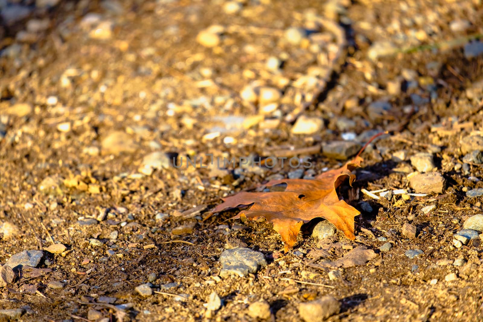A fallen, dried and damaged leaf lies on the ground among stones and dirt.