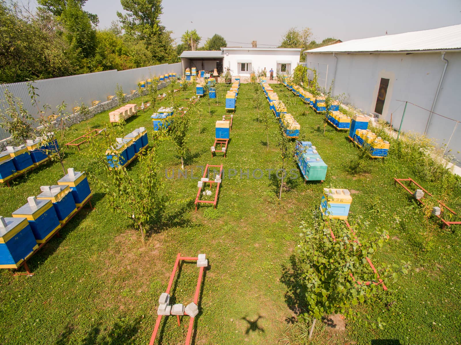 Aerial dron view of the Great Apiary. Many healthy families of honey bees. Industrial beekeeping.