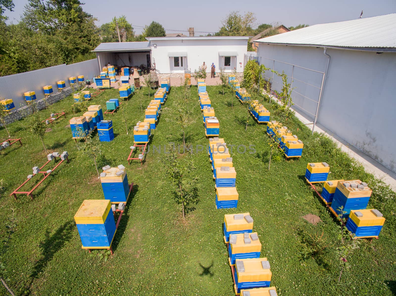 Aerial dron view of the Great Apiary. Many healthy families of honey bees. Industrial beekeeping.