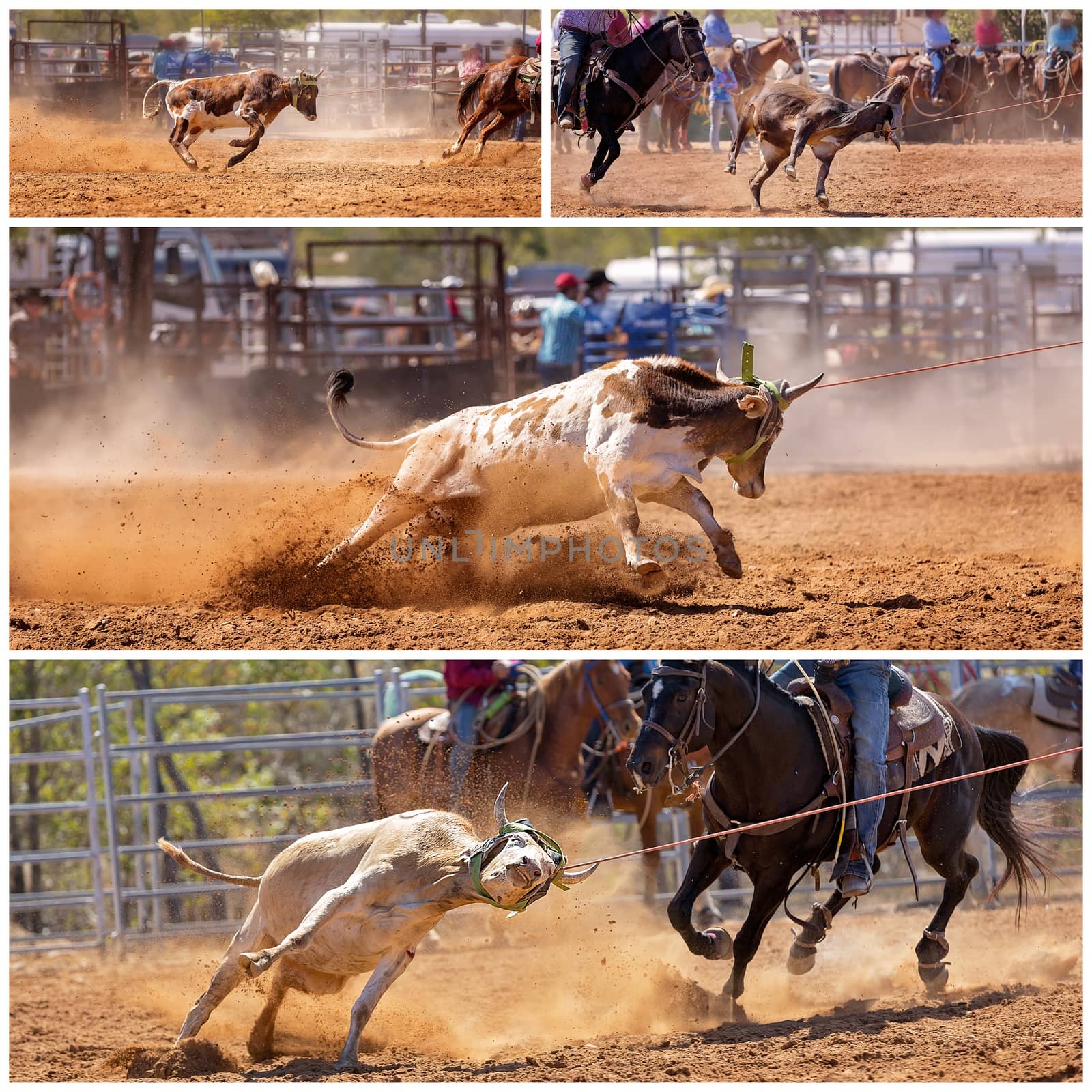 Collage Of Calf Roping At A Rodeo by 	JacksonStock