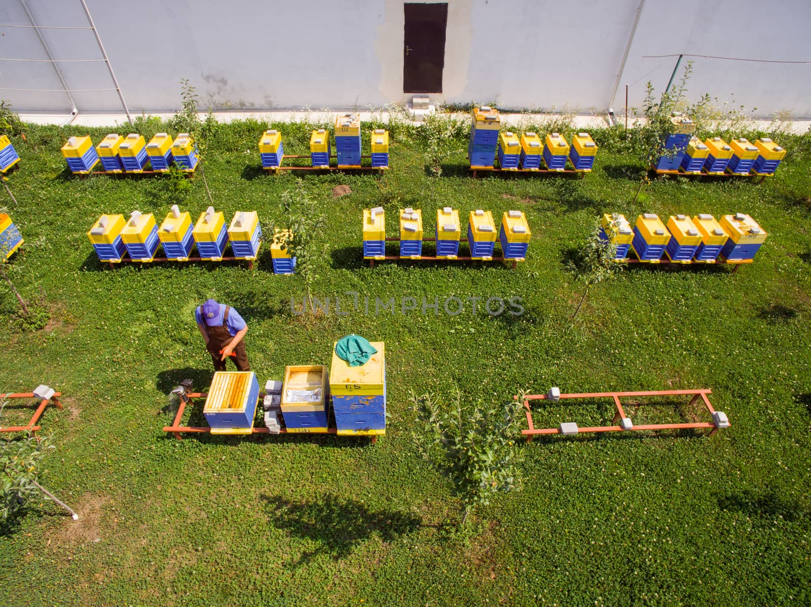 The beekeeper inspects the hives. Industrial beekeeping with honey bees.