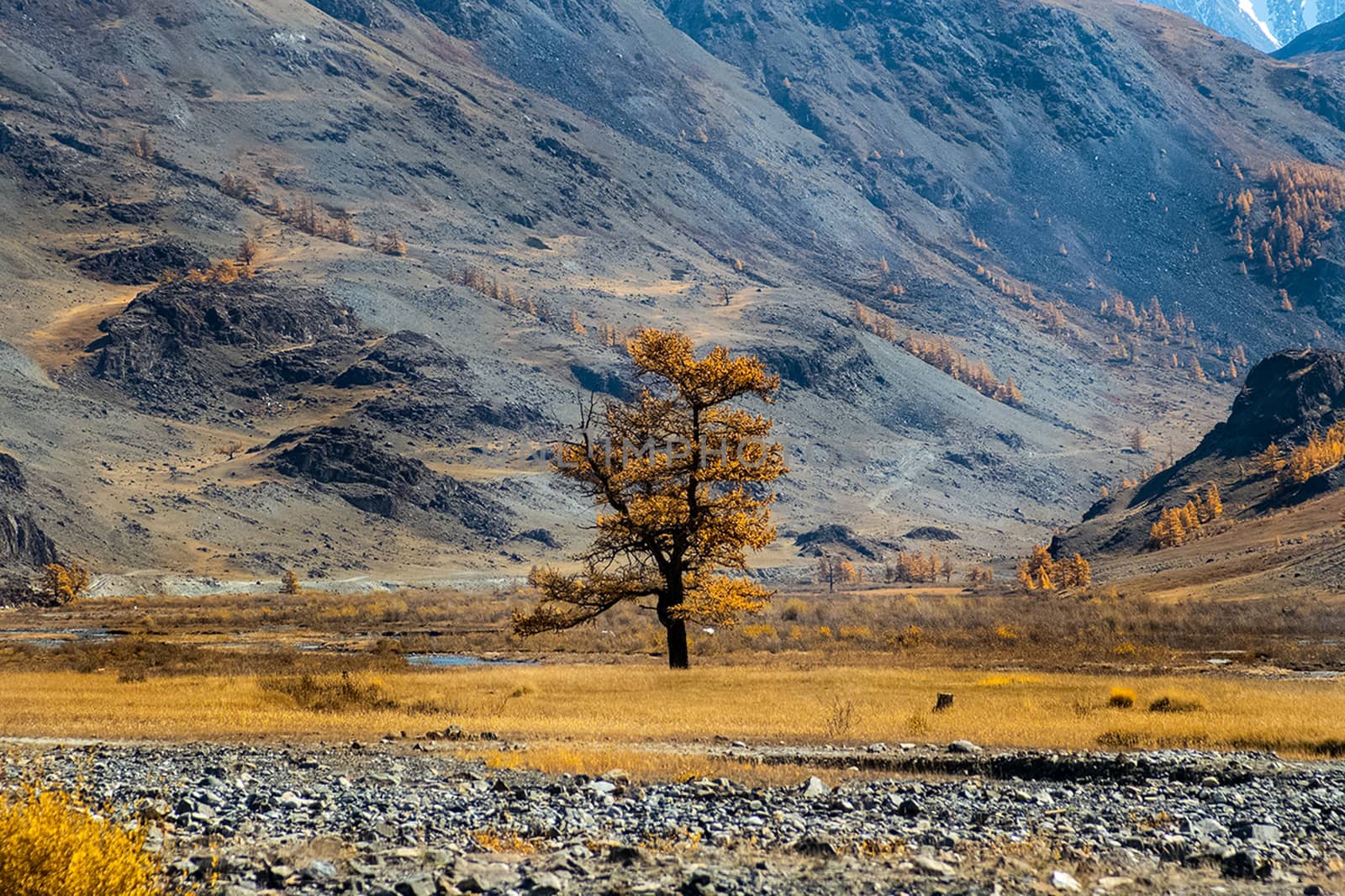 The altai mountains. The landscape of nature on the Altai mountains and in the gorges between the mountains.
