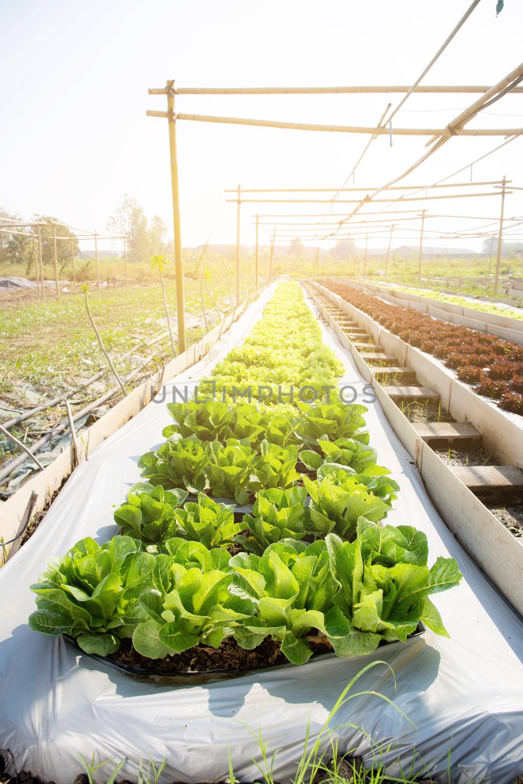 Fresh sapling of green​ oak or red oak romaine lettuce organic farm in plantation, produce and cultivation agriculture and harvest green leaves in the field, vegetable and healthy food concept.