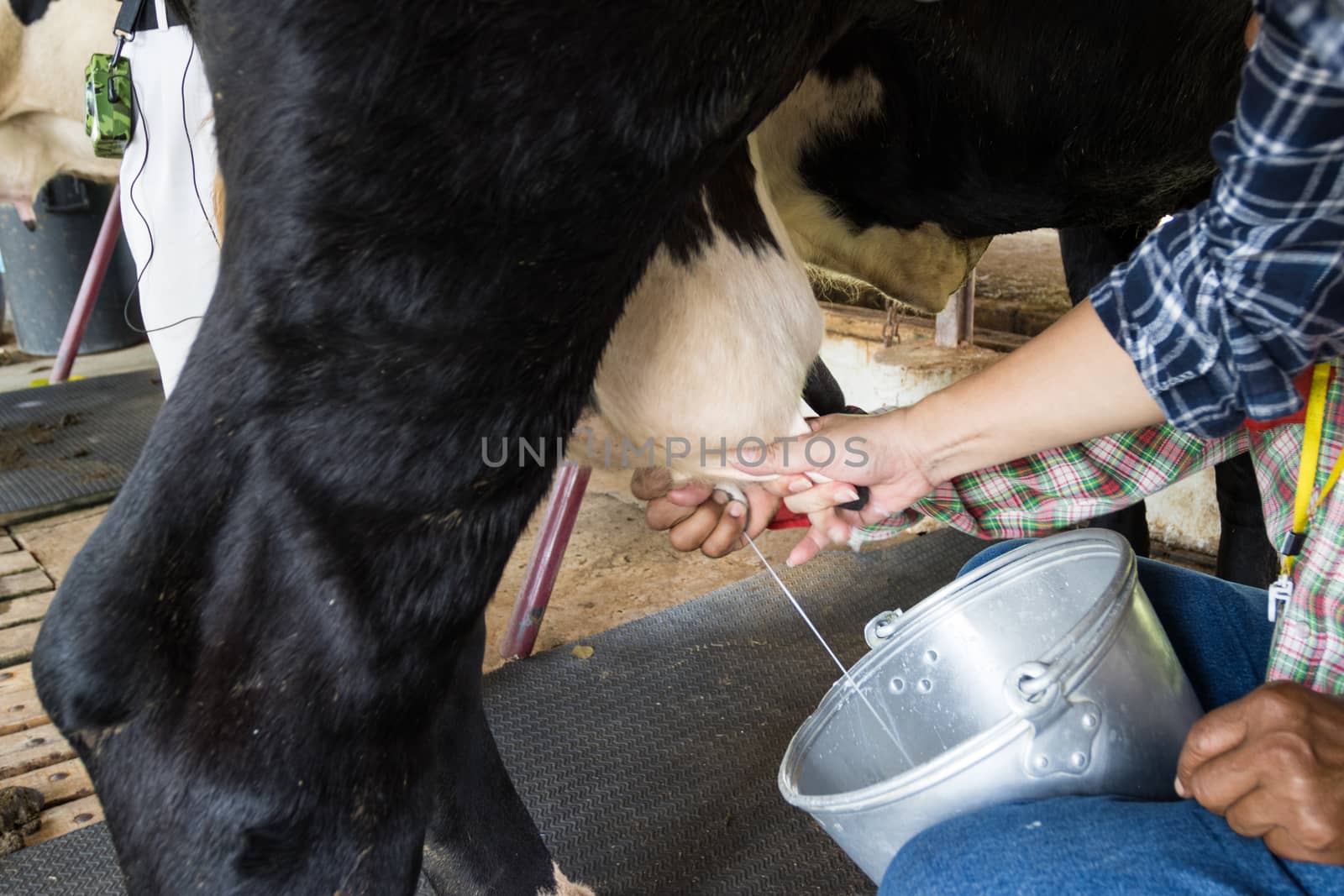 the teacher show skill by hand milking a cow, cow standing in the corral 

 