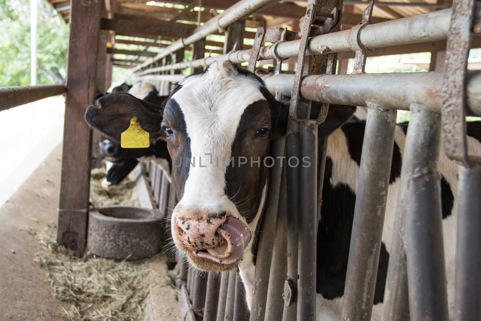 Closeup portrait young cow looks into the camera and yellow tagged ears at in the stall
