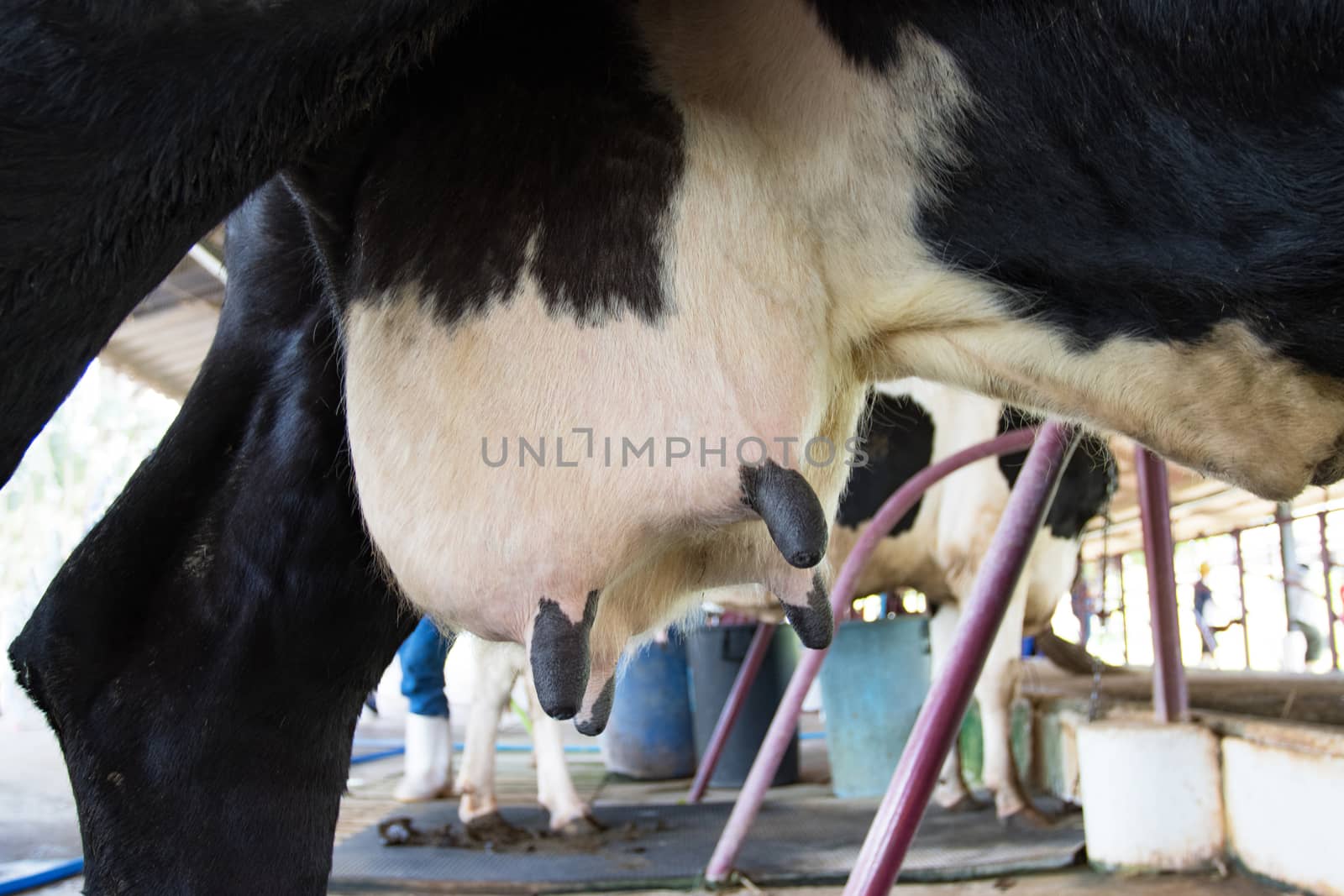 Closeup - udder of young cow female - in farm of  Thailand  