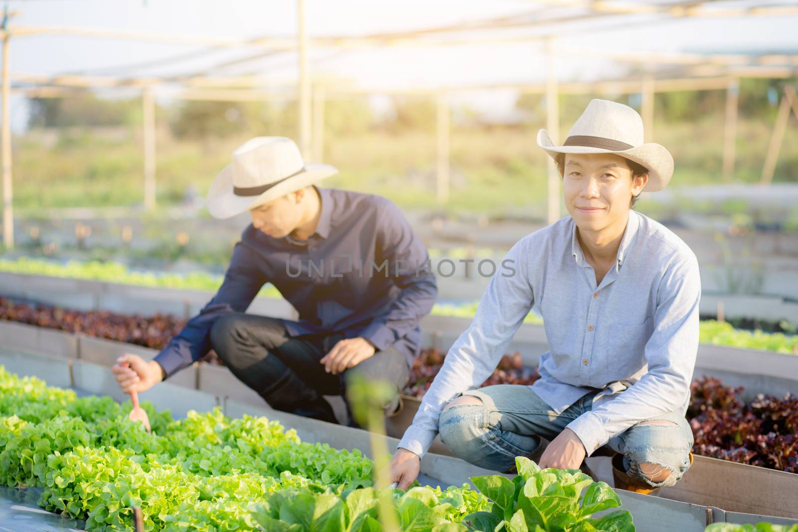 Young asian man farmer shovel dig fresh organic vegetable garden in the farm, produce and cultivation green oak lettuce for harvest agriculture with business in the field, healthy food concept.