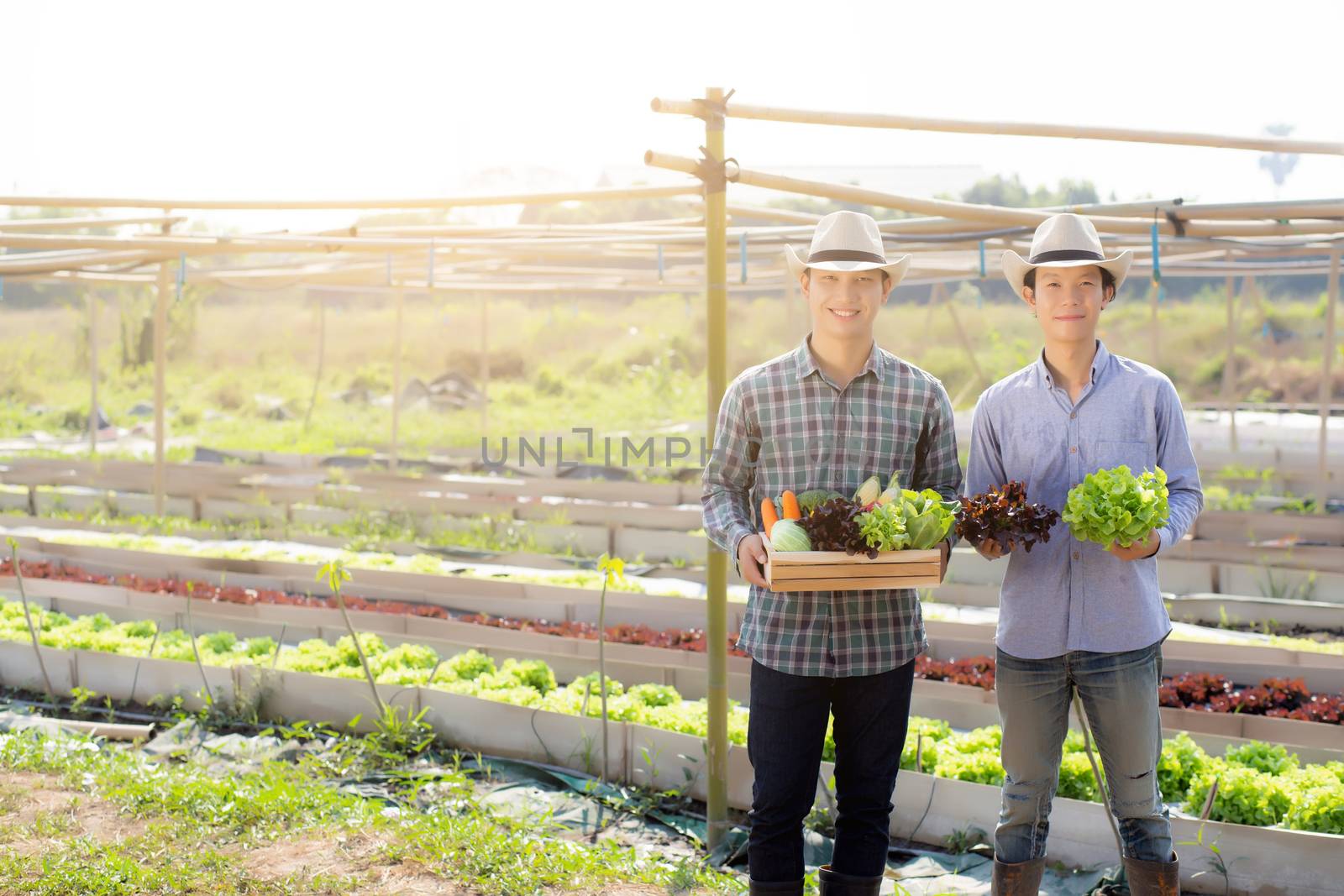 Beautiful portrait young two man harvest and picking up fresh organic vegetable garden in basket in the hydroponic farm, agriculture for healthy food and business entrepreneur concept.