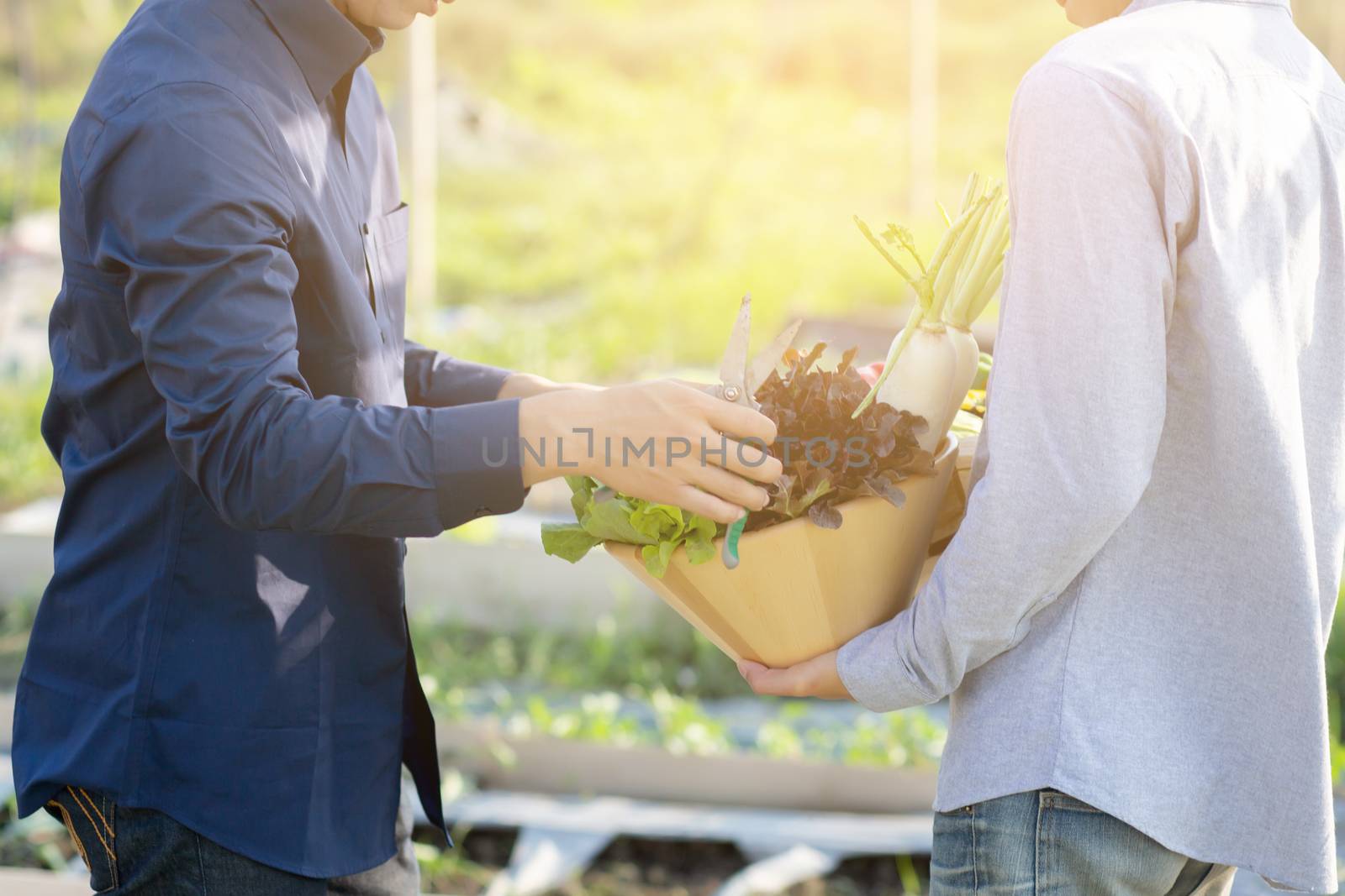 Beautiful young asian two man picking up fresh organic vegetable by nnudoo